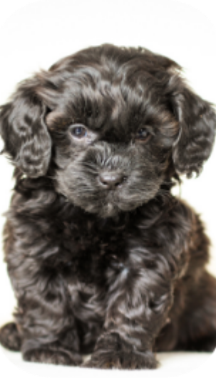 poochon puppies for sale, poochon breeder, poochon puppy, teddybear puppies for sale, puppies for sale, teddybear puppy, teddybear puppy breeder, bichpoo puppies for sale, bichpoo puppies, bichpoo breeder, bichpoo puppy, maltipoo puppies for sale maltipoo breeder, maltipoo, teddybear puppies for sale, multipoo, maltepoo, shihpoo puppies for sale, shihpoo puppies, shihpoo, shihpoo breeder,, teddybear puppies, , shihtzu poodle puppies,