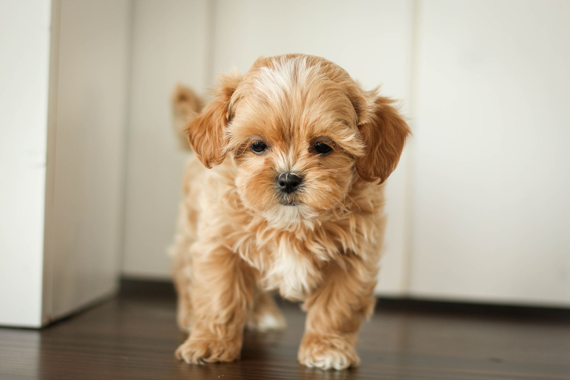 shihpoo puppies for sale, shihpoo puppies, shihpoo breeder,  shihpoo puppy. shihtzu poodle mix, poodle shihtzu, shihpoo, shih poo, shih poo puppies for sale, puppies for sale, shihpoo puppies for sale near me, teddy bear puppies for sale, teddybear puppies for sale, teddybear puppies, teddybear puppy, teddybear puppy breeder, designer puppies for sale, small puppies for sale, hypoallergenic puppies, nonshedding puppies, healthy puppies