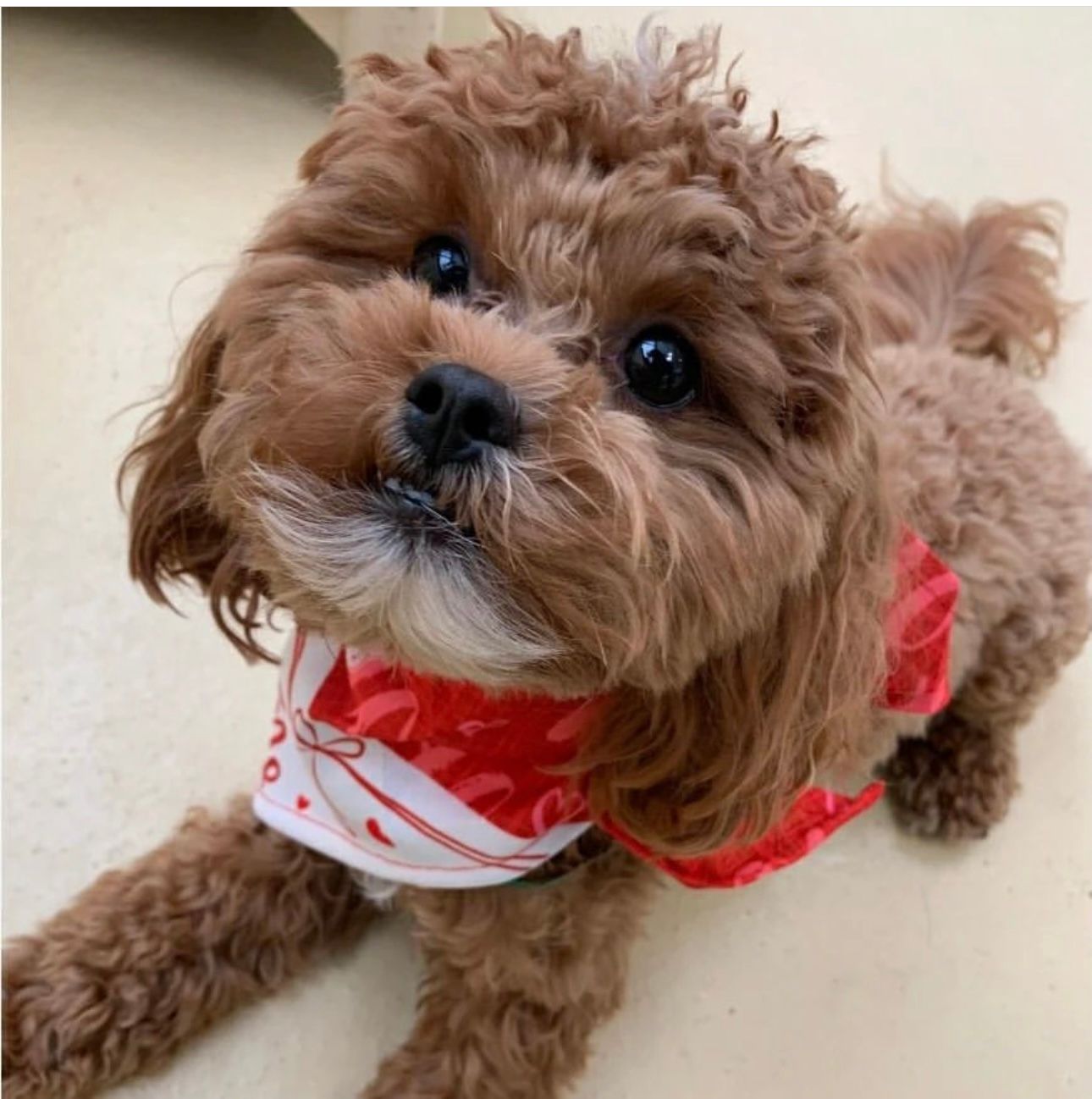 shihpoo puppies for sale, shihpoo puppies, shihpoo breeder, shihpoo puppy. shihtzu poodle mix, poodle shihtzu, shihpoo, shih poo, shih poo puppies for sale, puppies for sale, shihpoo puppies for sale near me, teddy bear puppies for sale, teddybear puppies for sale, teddybear puppies, teddybear puppy, teddybear puppy breeder, designer puppies for sale, small puppies for sale, hypoallergenic puppies, nonshedding puppies, healthy puppies
