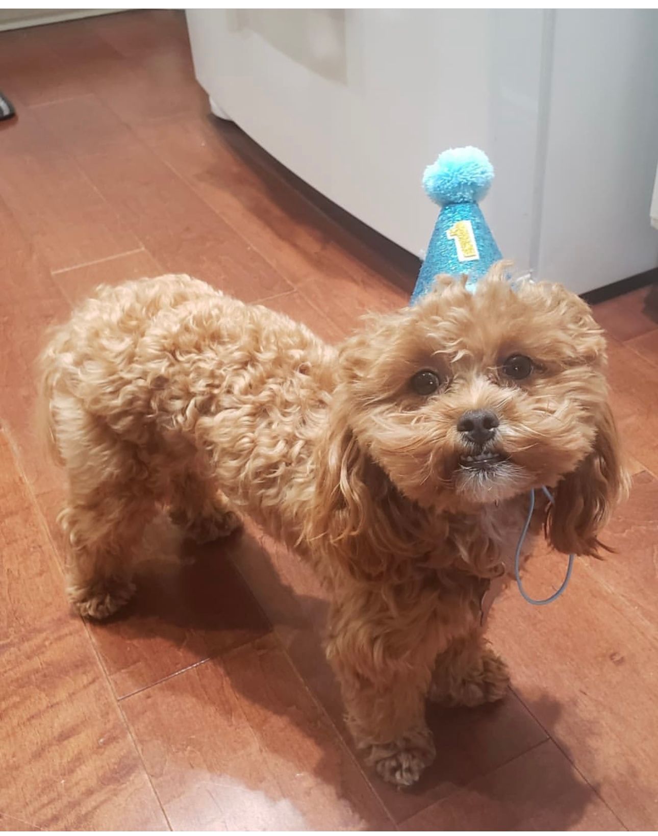 shihpoo puppies for sale, shihpoo puppies, shihpoo breeder, shihpoo puppy. shihtzu poodle mix, poodle shihtzu, shihpoo, shih poo, shih poo puppies for sale, puppies for sale, shihpoo puppies for sale near me, teddy bear puppies for sale, teddybear puppies for sale, teddybear puppies, teddybear puppy, teddybear puppy breeder, designer puppies for sale, small puppies for sale, hypoallergenic puppies, nonshedding puppies, healthy puppies