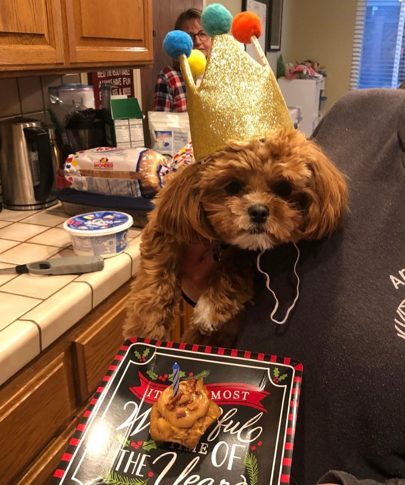 shihpoo puppies for sale, shihpoo puppies, shihpoo breeder, shihpoo puppy. shihtzu poodle mix, poodle shihtzu, shihpoo, shih poo, shih poo puppies for sale, puppies for sale, shihpoo puppies for sale near me, teddy bear puppies for sale, teddybear puppies for sale, teddybear puppies, teddybear puppy, teddybear puppy breeder, designer puppies for sale, small puppies for sale, hypoallergenic puppies, nonshedding puppies, healthy puppies