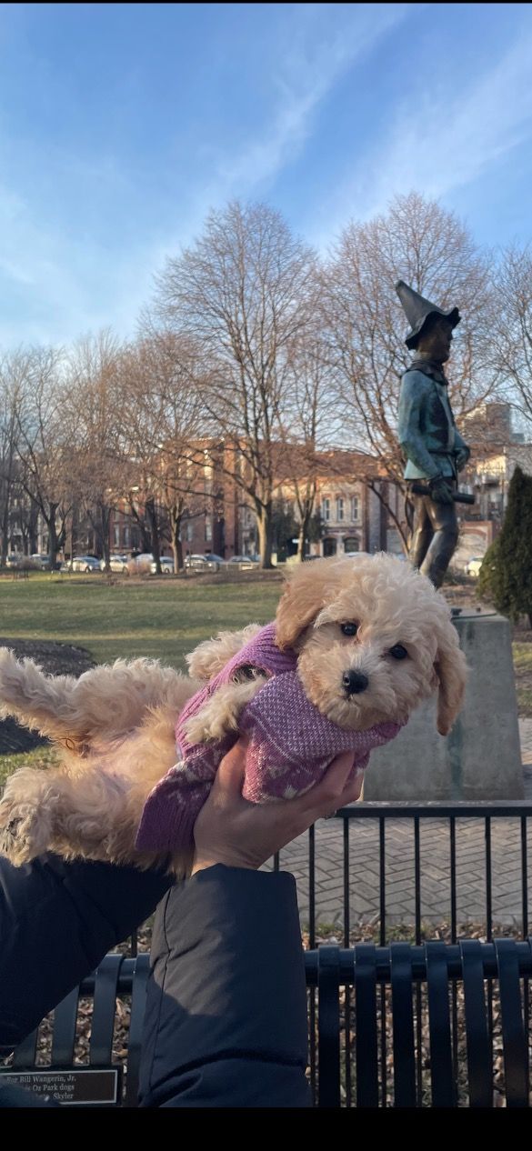 poochon puppy, poochon puppies for sale, poochon breeder, poochon, bichpoo puppies for sale, bichpoo puppy, teddybear puppies