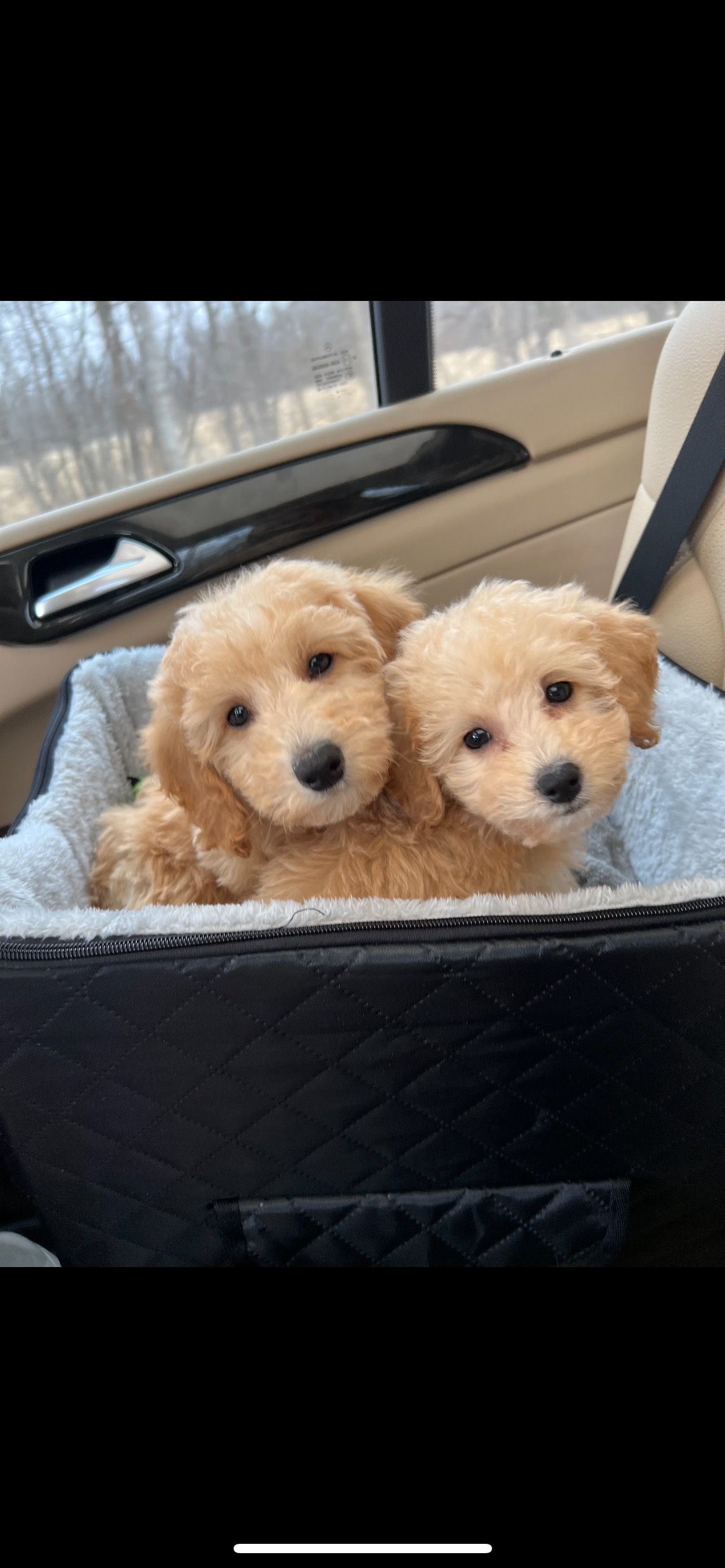 poochon puppy, poochon puppies for sale, poochon breeder, poochon, bichpoo puppies for sale, bichpoo puppy, teddybear puppies