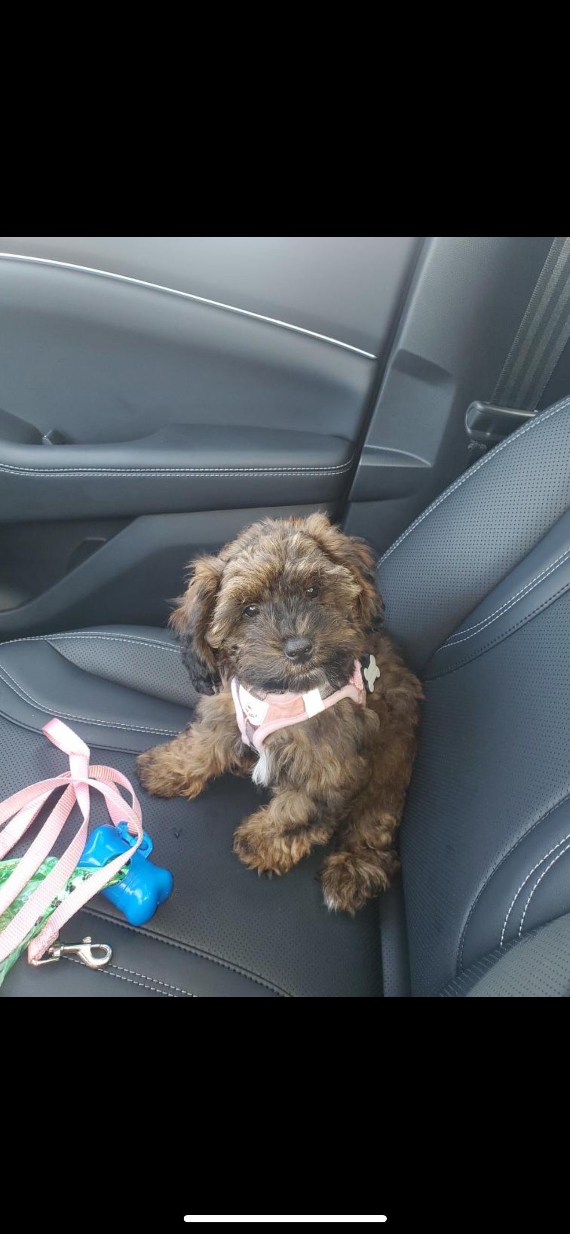 shihpoo puppies for sale, shihpoo puppies, shihpoo breeder,  shihpoo puppy. shihtzu poodle mix, poodle shihtzu, shihpoo, shih poo, shih poo puppies for sale, puppies for sale, shihpoo puppies for sale near me, teddy bear puppies for sale, teddybear puppies for sale, teddybear puppies, teddybear puppy, teddybear puppy breeder, designer puppies for sale, small puppies for sale, hypoallergenic puppies, nonshedding puppies, healthy puppies