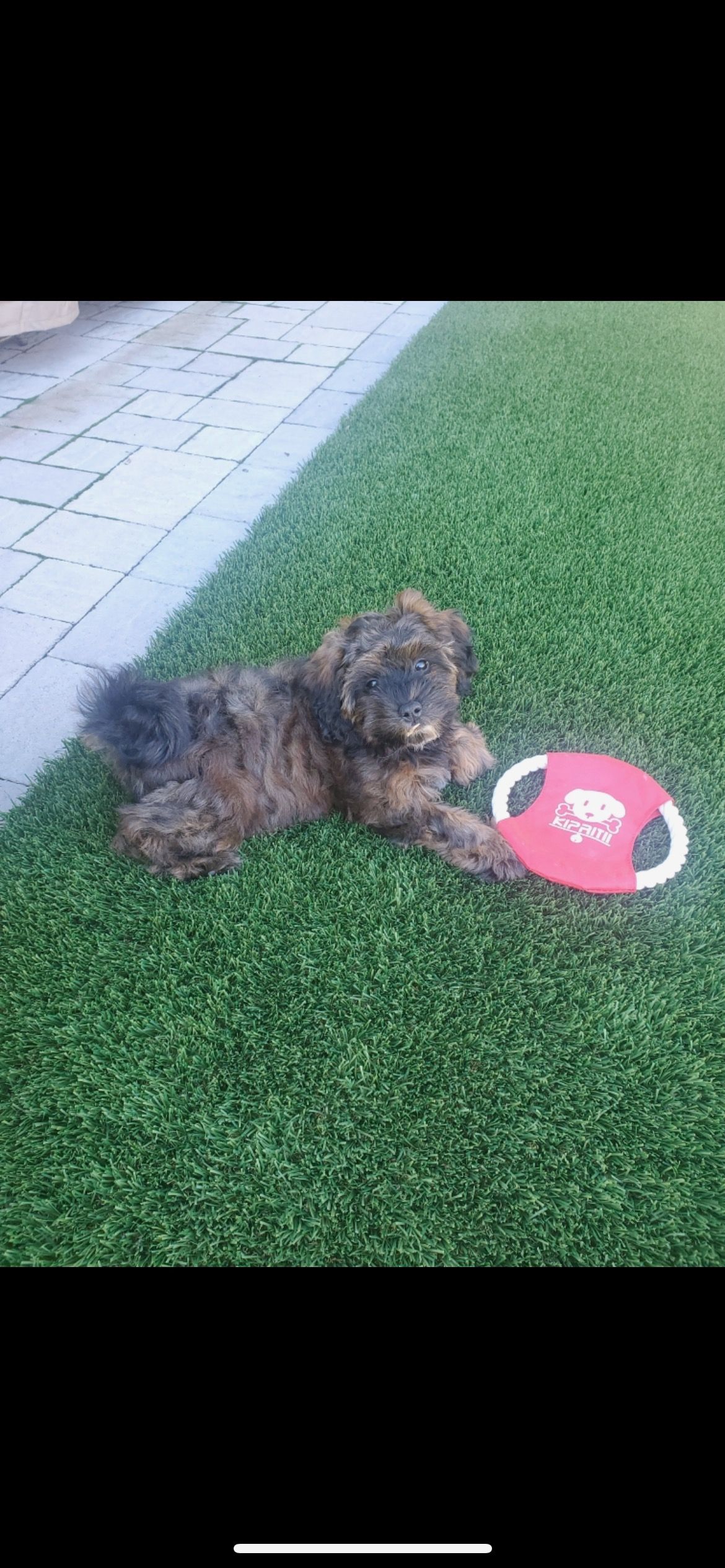 shihpoo puppies for sale, shihpoo puppies, shihpoo breeder,  shihpoo puppy. shihtzu poodle mix, poodle shihtzu, shihpoo, shih poo, shih poo puppies for sale, puppies for sale, shihpoo puppies for sale near me, teddy bear puppies for sale, teddybear puppies for sale, teddybear puppies, teddybear puppy, teddybear puppy breeder, designer puppies for sale, small puppies for sale, hypoallergenic puppies, nonshedding puppies, healthy puppies