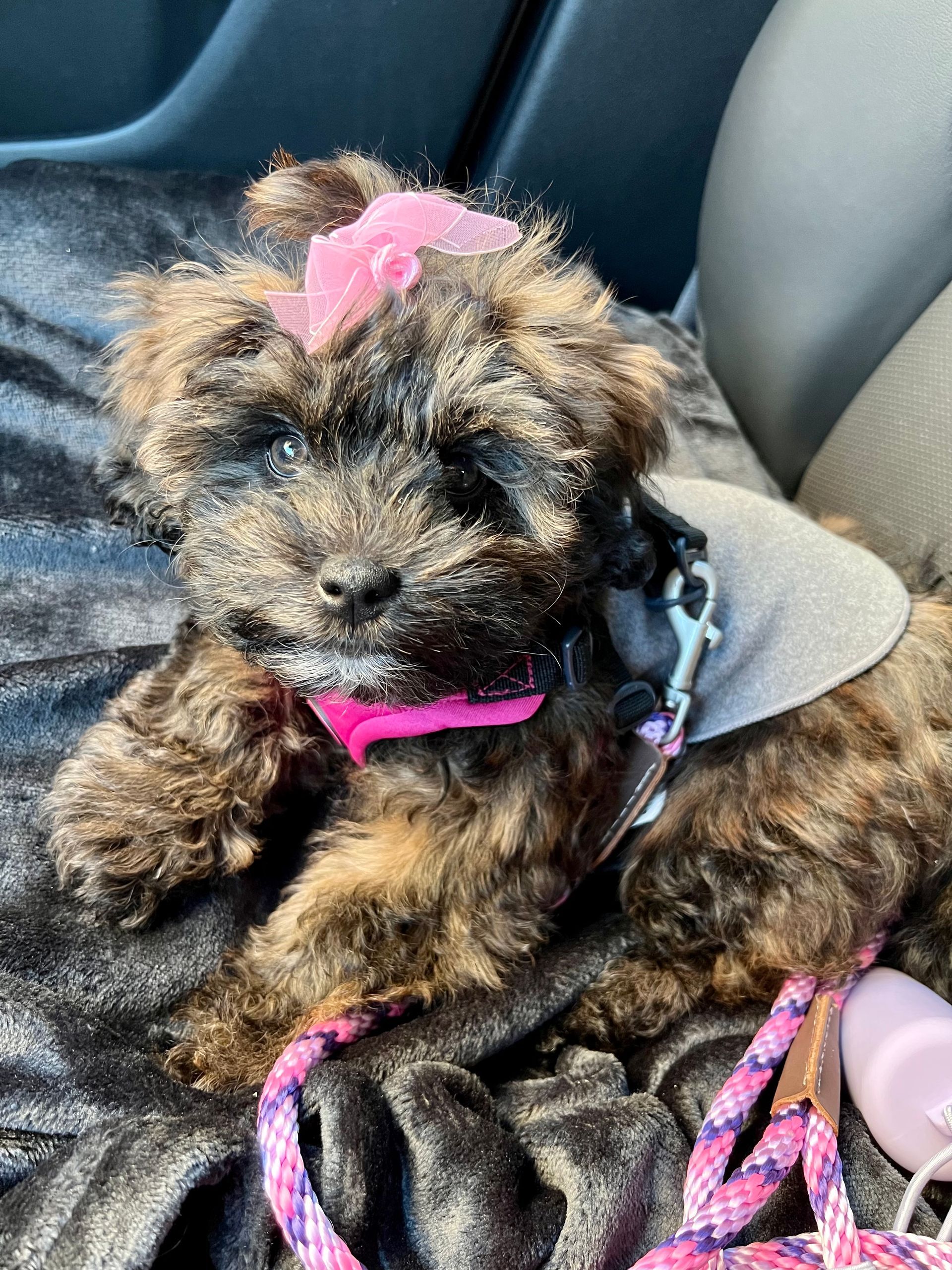 shihpoo puppies for sale, shihpoo puppies, shihpoo breeder, shihpoo puppy. shihtzu poodle mix, poodle shihtzu, shihpoo, shih poo, shih poo puppies for sale, puppies for sale, shihpoo puppies for sale near me, teddy bear puppies for sale, teddybear puppies for sale, teddybear puppies, teddybear puppy, teddybear puppy breeder, designer puppies for sale, small puppies for sale, hypoallergenic puppies, nonshedding puppies, healthy puppies