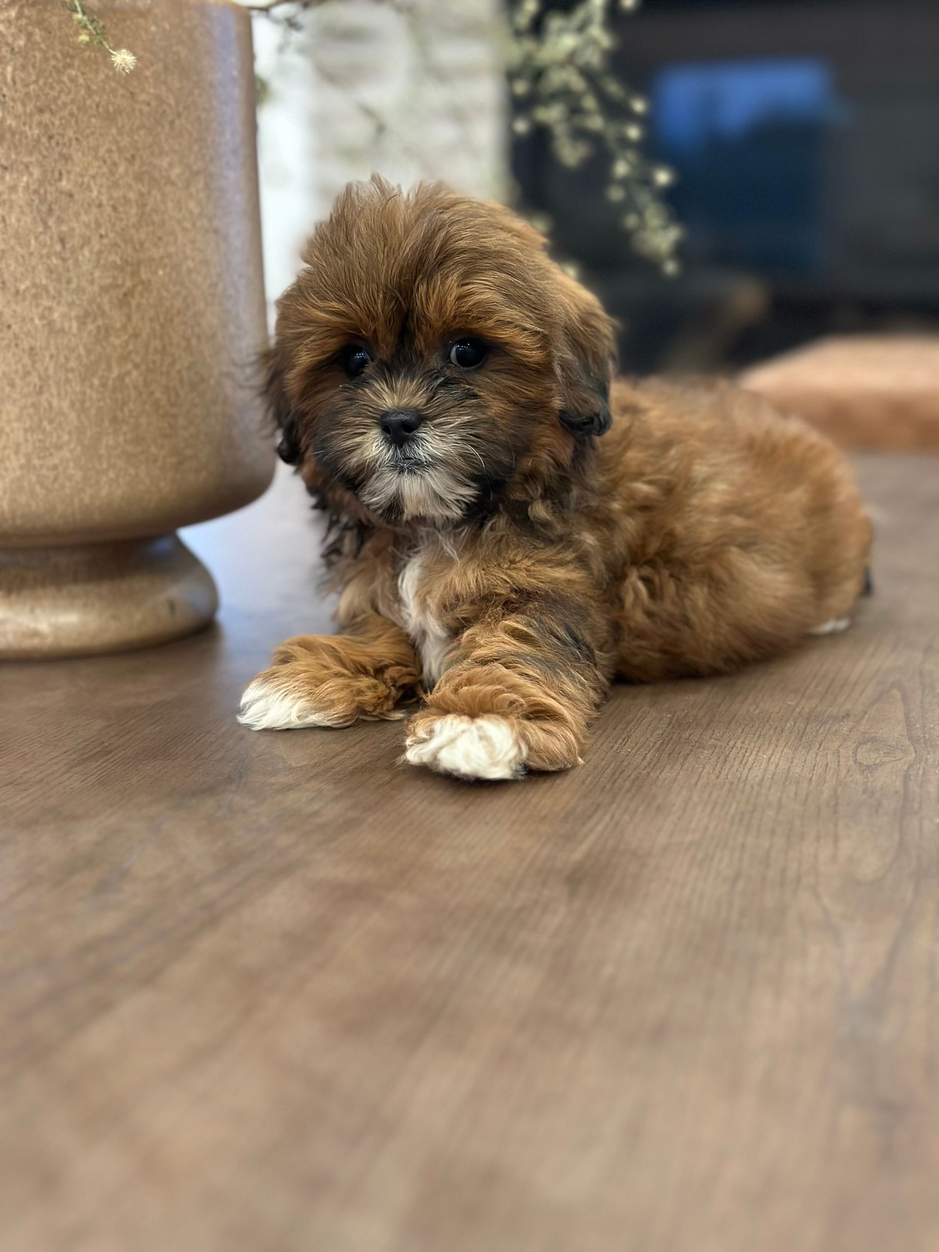 puppies for sale, shihpoo puppies for sale, shihpoo puppies, shihpoo breeder, teddybear puppies for sale, teddybear puppies, shihpoo