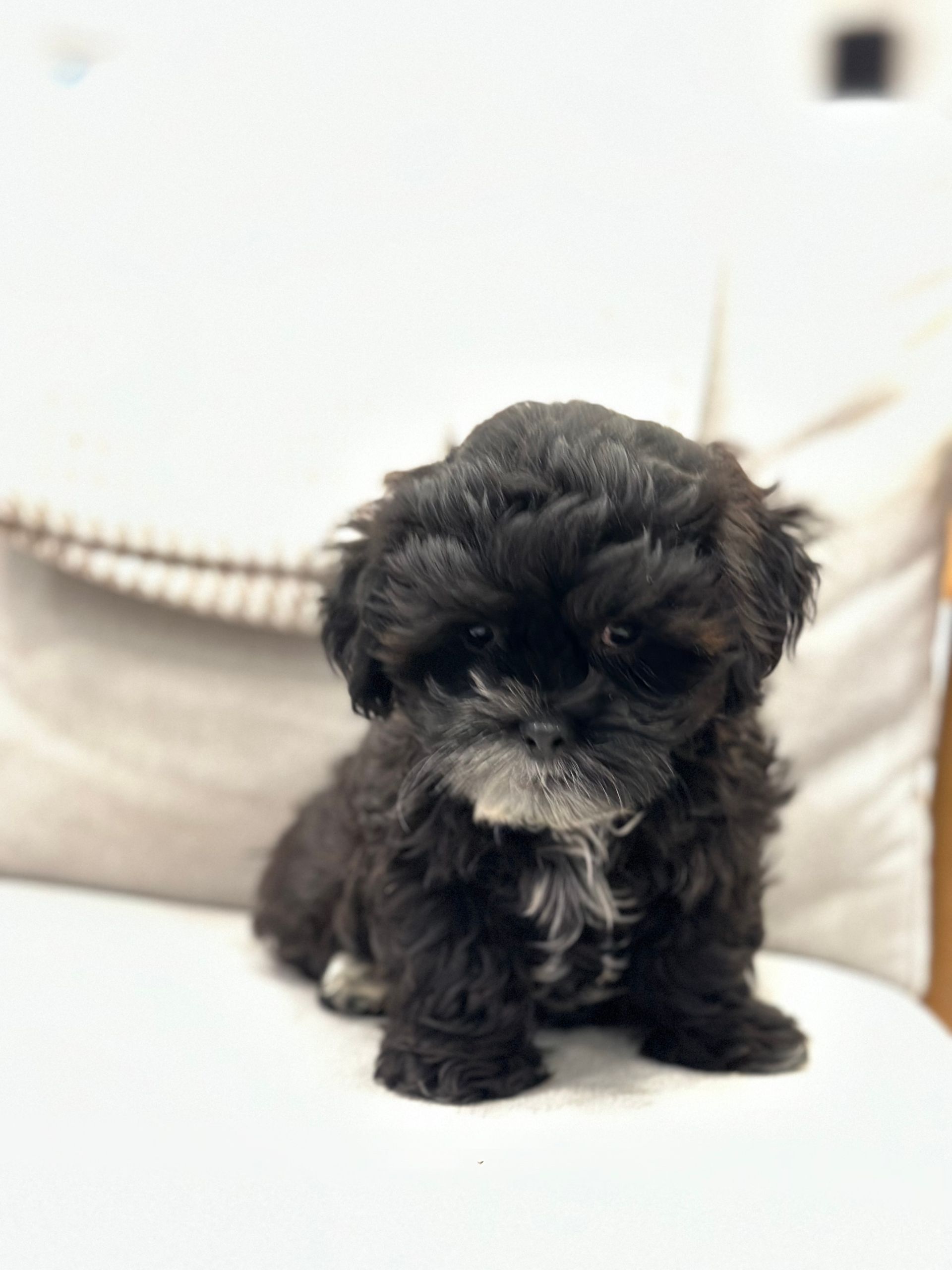 puppies for sale, shihpoo puppies for sale, shihpoo puppies, shihpoo breeder, teddybear puppies for sale, teddybear puppies, shihpoo