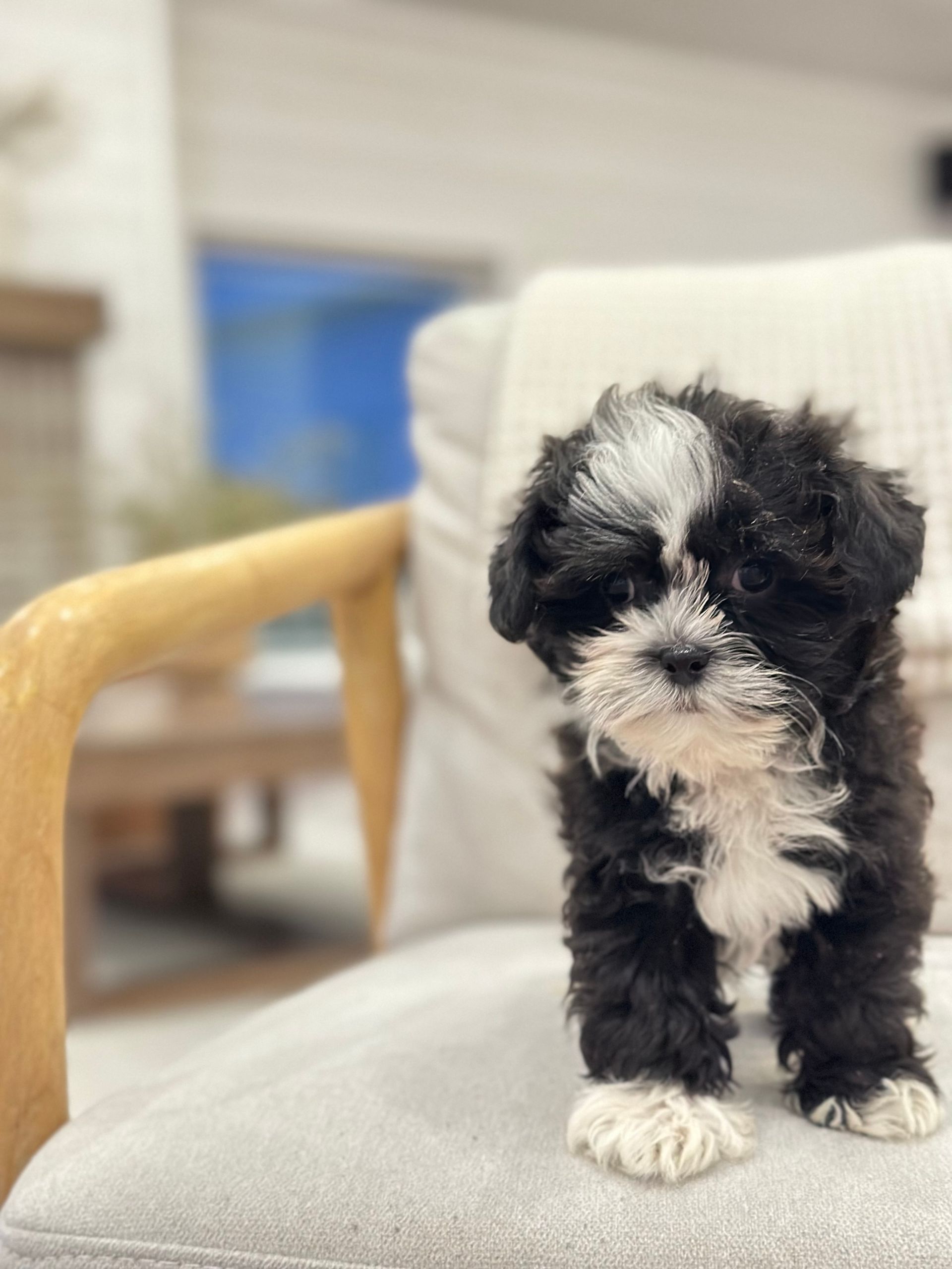 puppies for sale, shihpoo puppies for sale, shihpoo puppies, shihpoo breeder, teddybear puppies for sale, teddybear puppies, shihpoo