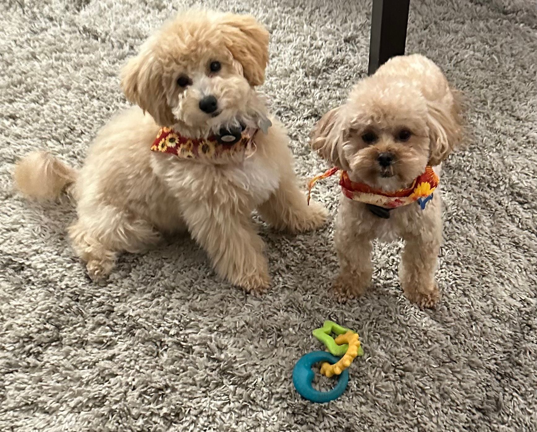 poochon puppy, poochon puppies for sale, poochon breeder, poochon, bichpoo puppies for sale, bichpoo puppy, teddybear puppies