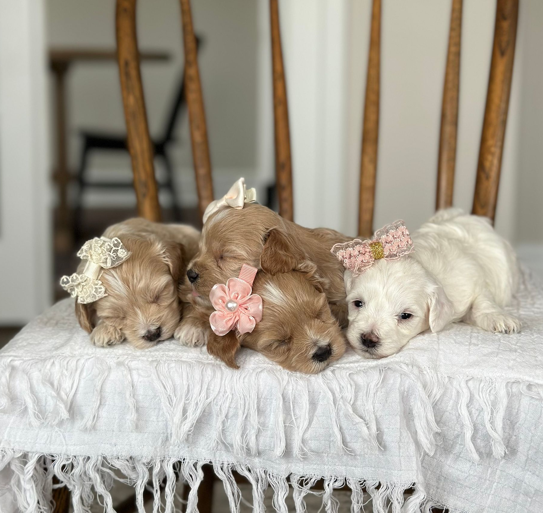 maltipoo puppies for sale, maltipoo puppies, maltese poodle, maltipoo, teddybear puppies for sale, teddybear puppies, puppies for sale, maltipoo breeder, multipoo puppies, multipooh, breeder of ,maltipoo puppies, 