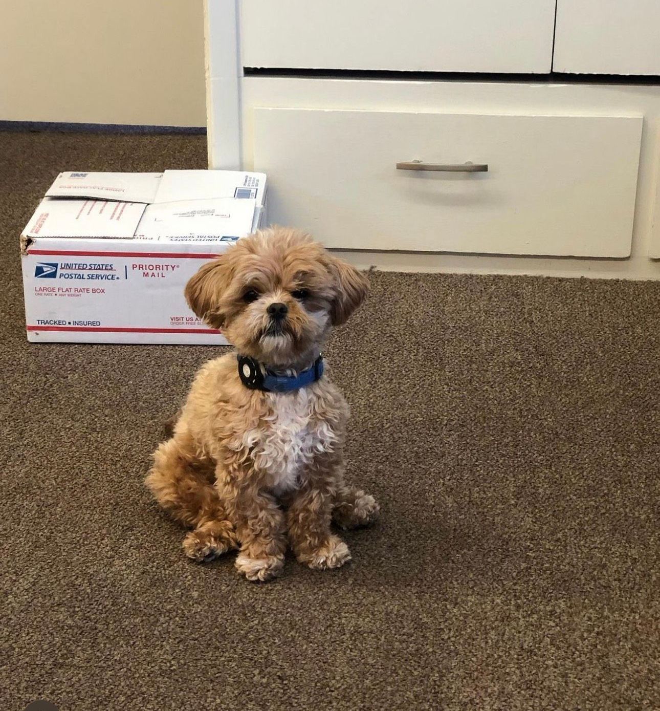 shihpoo puppies for sale, shihpoo puppies, shihpoo breeder, shihpoo puppy. shihtzu poodle mix, poodle shihtzu, shihpoo, shih poo, shih poo puppies for sale, puppies for sale, shihpoo puppies for sale near me, teddy bear puppies for sale, teddybear puppies for sale, teddybear puppies, teddybear puppy, teddybear puppy breeder, designer puppies for sale, small puppies for sale, hypoallergenic puppies, nonshedding puppies, healthy puppies, puppies for sale