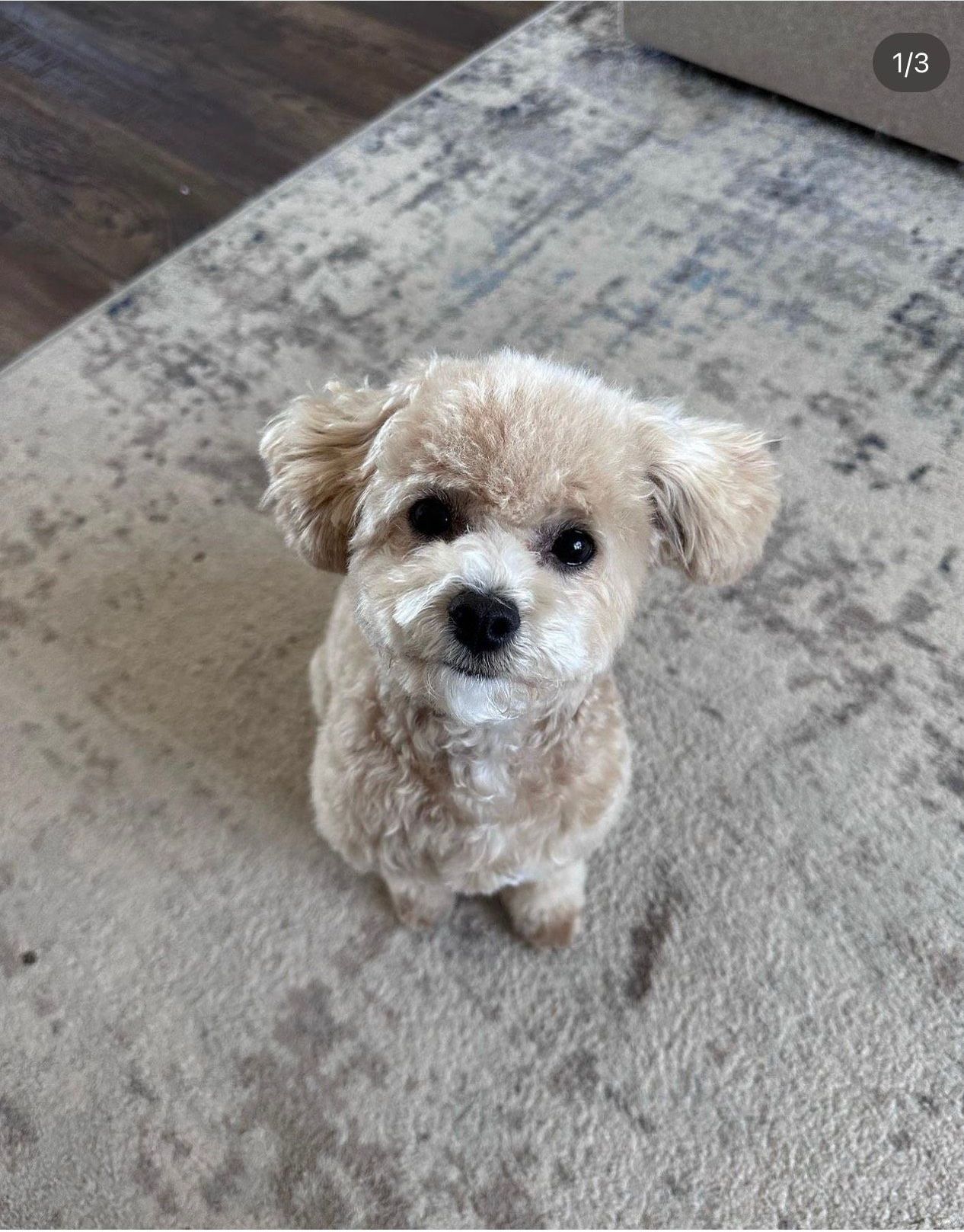 poochon puppy, poochon puppies for sale, poochon breeder, poochon, bichpoo puppies for sale, bichpoo puppy, teddybear puppies