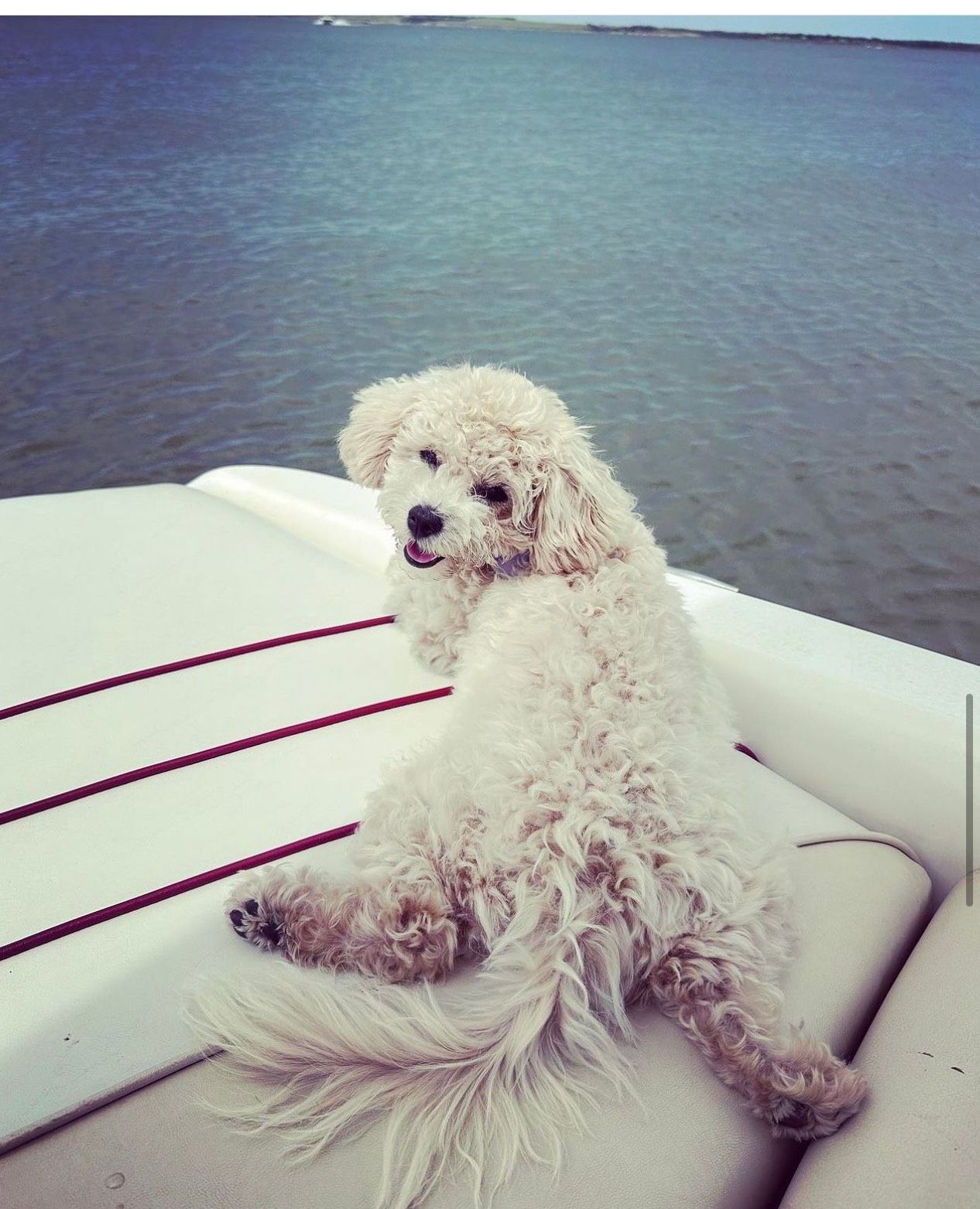 poochon puppy, poochon puppies for sale, poochon breeder, poochon, bichpoo puppies for sale, bichpoo puppy, teddybear puppies