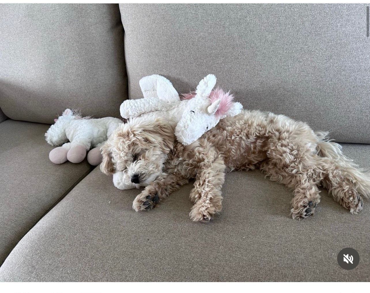 poochon puppy, poochon puppies for sale, poochon breeder, poochon, bichpoo puppies for sale, bichpoo puppy, teddybear puppies