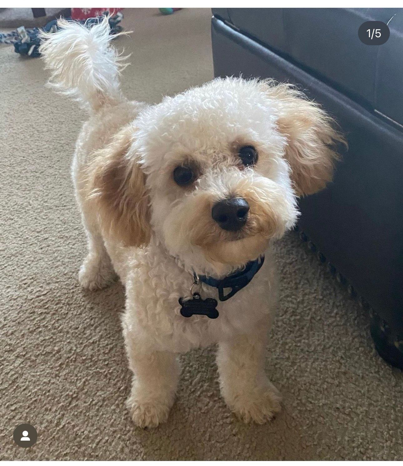poochon puppy, poochon puppies for sale, poochon breeder, poochon, bichpoo puppies for sale, bichpoo puppy, teddybear puppies, bichpoo breeder, bichpoo, bichon poodle puppies for sale, bichon poodle, bichonpoo, pooshon puppies for sale, hypoallergenic puppies, non shedding puppies, teddybear puppies for sale