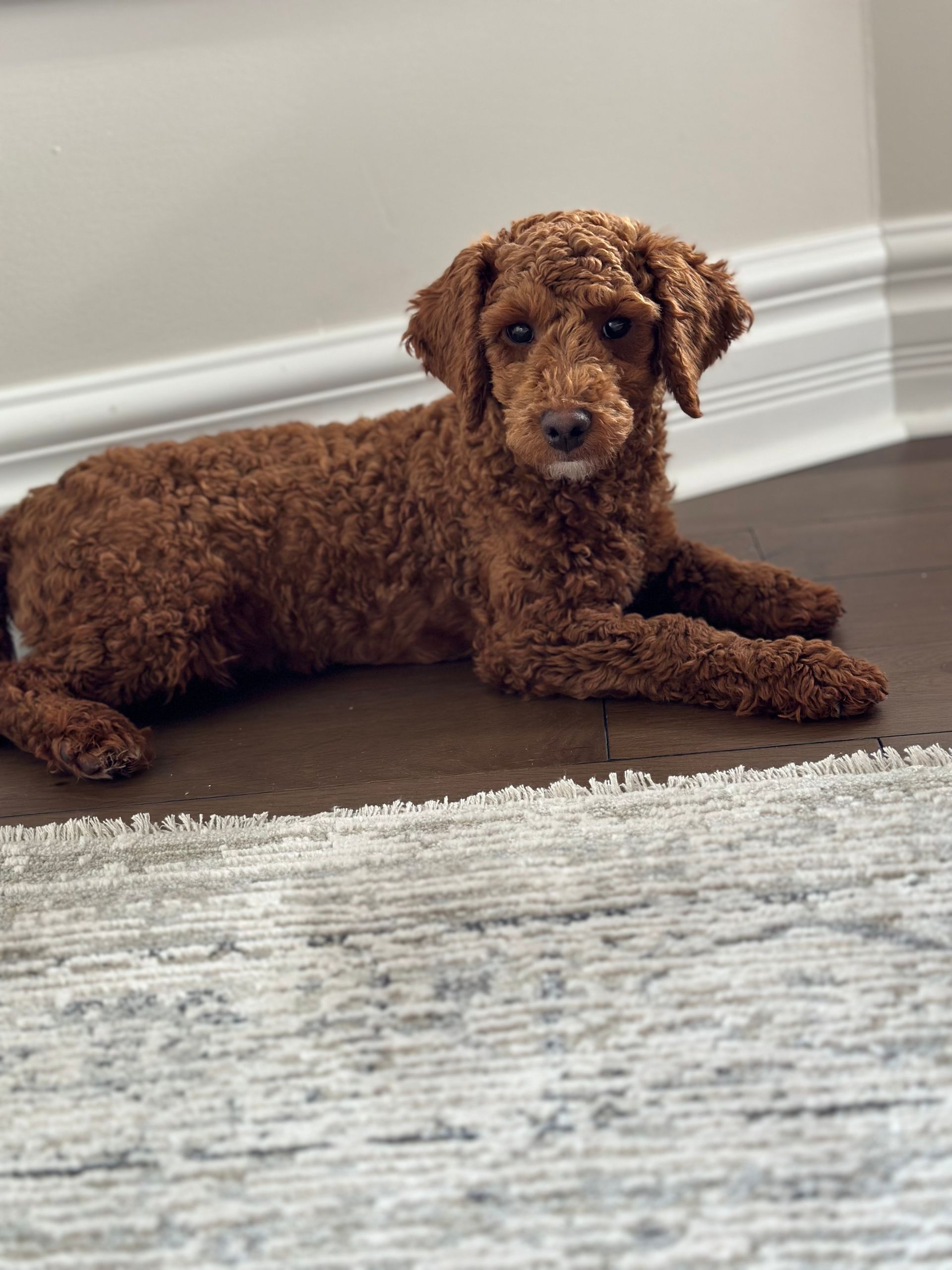 shihpoo puppies for sale, shihpoo puppies, shihpoo, shihpoo breeder shihpoo, shihpoo puppies for sale. shihpoo puppies, shihpoo breeder, shih poo, shih poo puppies for sale, shih poo breeder, teddybear puppies for sale, teddy bear puppies, teddy bear puppy breeder, puppies for sale, small puppy breeder, dog breeder, small dog breeder, brick house puppies, poodle