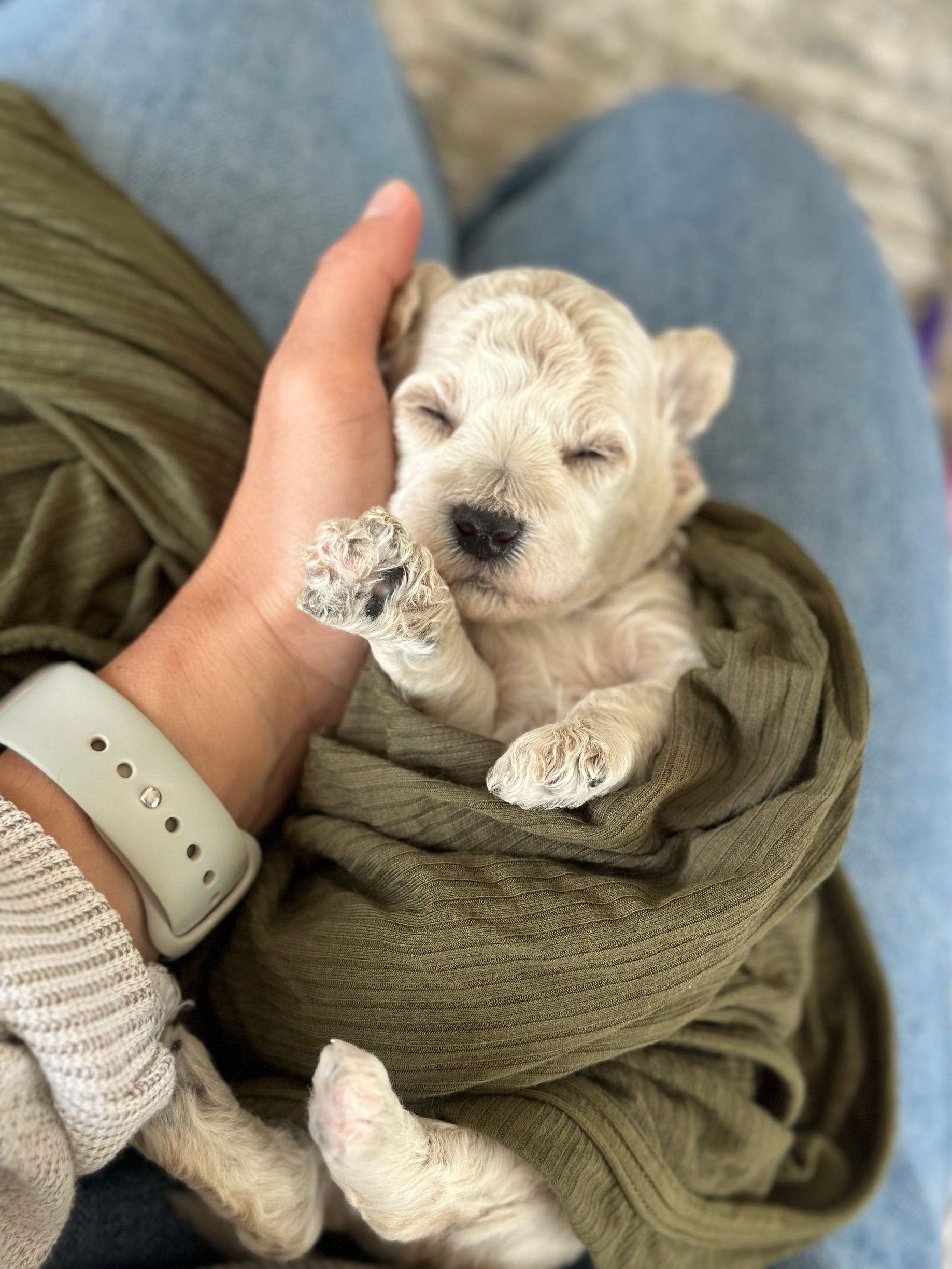 Poochon Puppies for sale, poochon puppies, bichpoo puppies, teddybear puppies for sale, teddybear puppies, teddybear puppy breeder, poochon breeder, puppies for sale