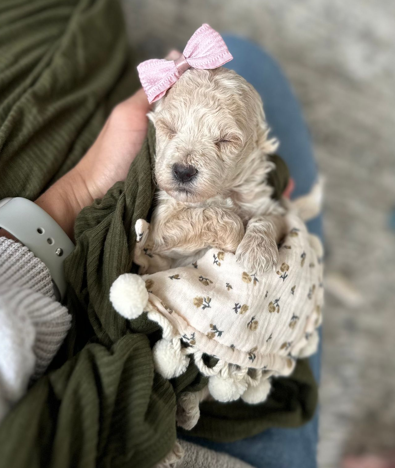 Poochon Puppies for sale, poochon puppies, bichpoo puppies, teddybear puppies for sale, teddybear puppies, teddybear puppy breeder, poochon breeder, puppies for sale