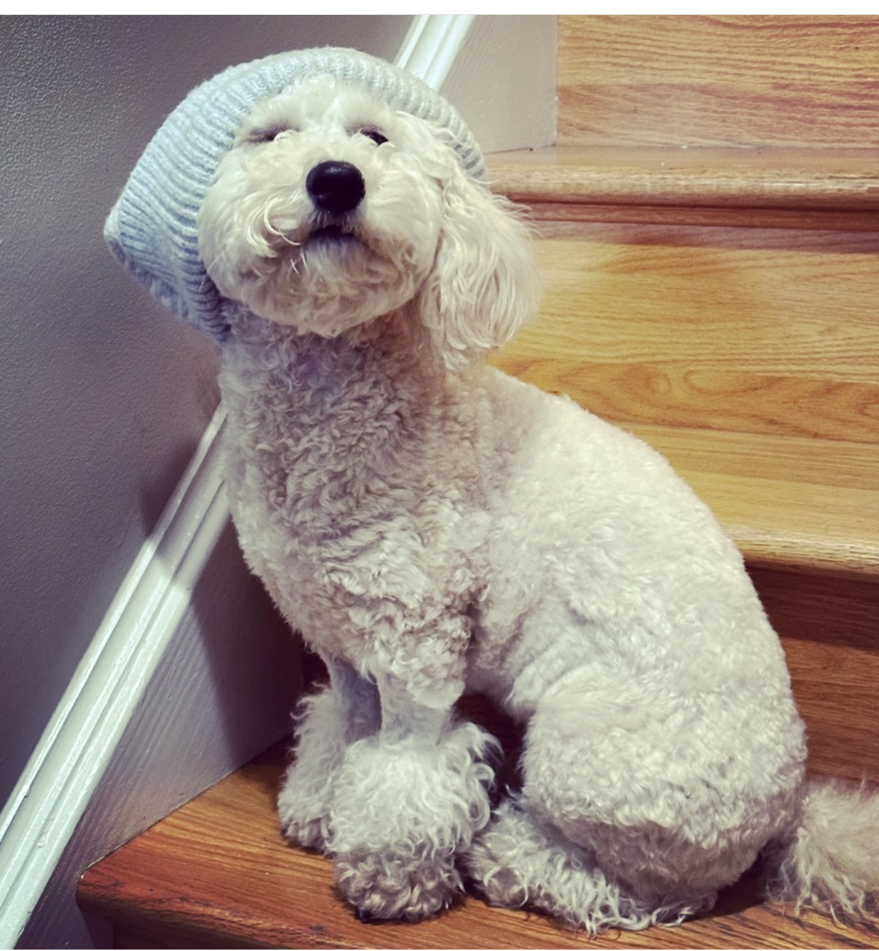 poochon puppy, poochon puppies for sale, poochon breeder, poochon, bichpoo puppies for sale, bichpoo puppy, teddybear puppies, bichpoo breeder, bichpoo, bichon poodle puppies for sale, bichon poodle, bichonpoo, pooshon puppies for sale, hypoallergenic puppies, non shedding puppies, teddybear puppies for sale