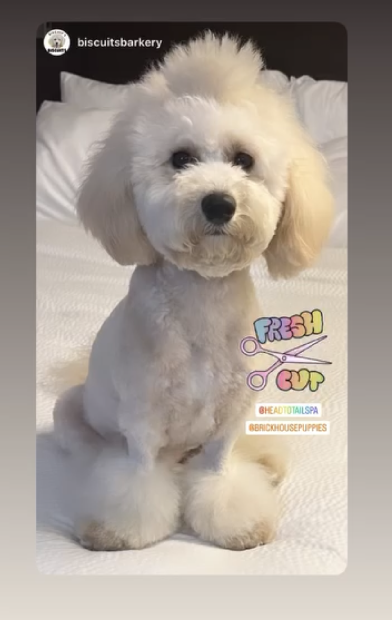poochon puppy, poochon puppies for sale, poochon breeder, poochon, bichpoo puppies for sale, bichpoo puppy, teddybear puppies, bichpoo breeder, bichpoo, bichon poodle puppies for sale, bichon poodle, bichonpoo, pooshon puppies for sale, hypoallergenic puppies, non shedding puppies, teddybear puppies for sale