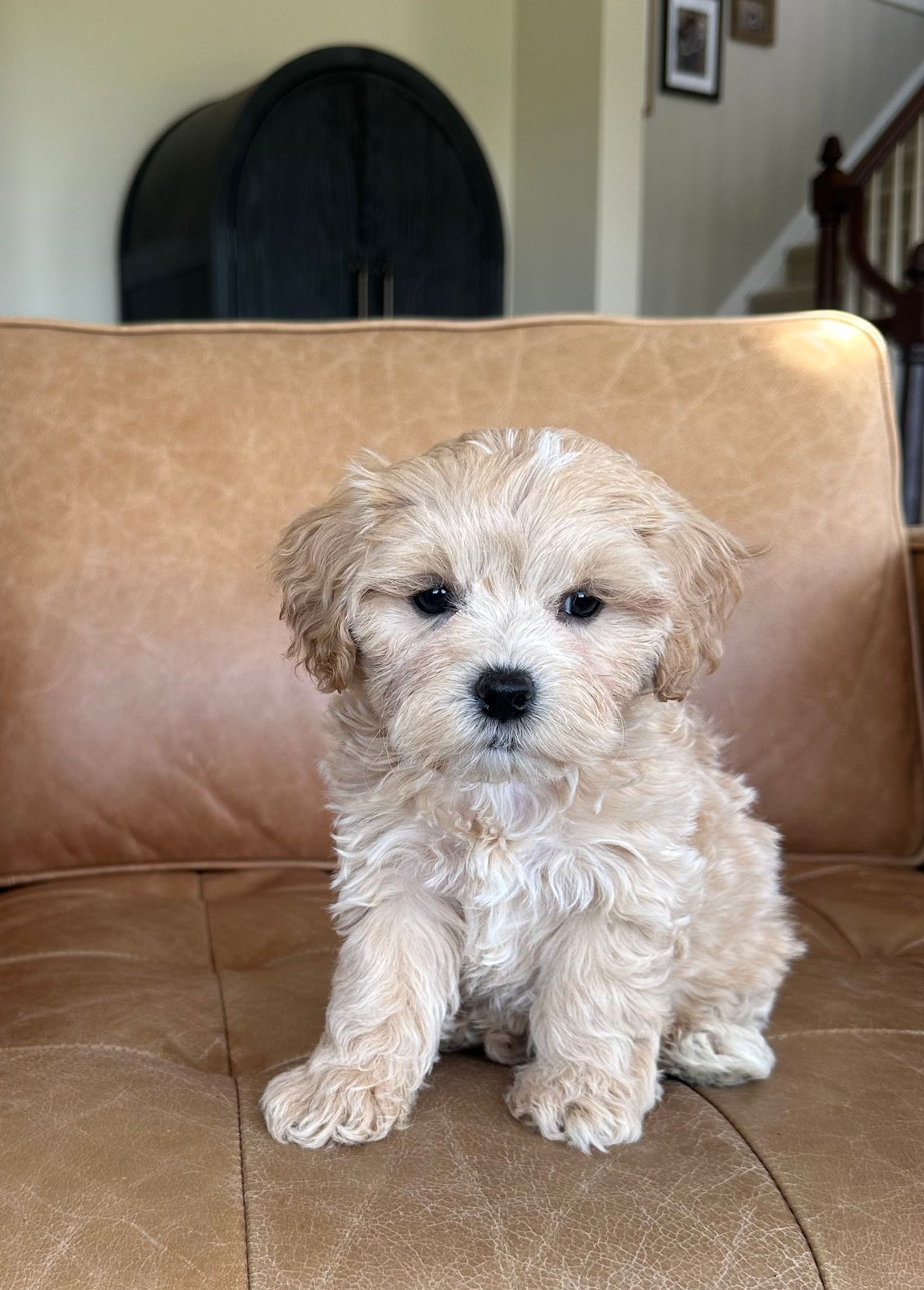 maltipoo puppies for sale, maltipoo puppies, maltese poodle, maltipoo, teddybear puppies for sale, teddybear puppies, puppies for sale, maltipoo breeder, multipoo puppies, multipooh, breeder of ,maltipoo puppies, 