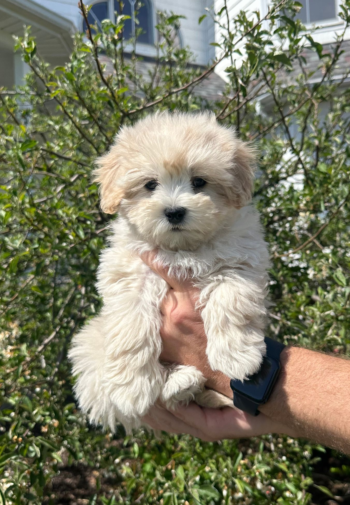 maltipoo puppies for sale, maltipoo puppies, maltese poodle, maltipoo, teddybear puppies for sale, teddybear puppies, puppies for sale, maltipoo breeder, multipoo puppies, multipooh, breeder of ,maltipoo puppies