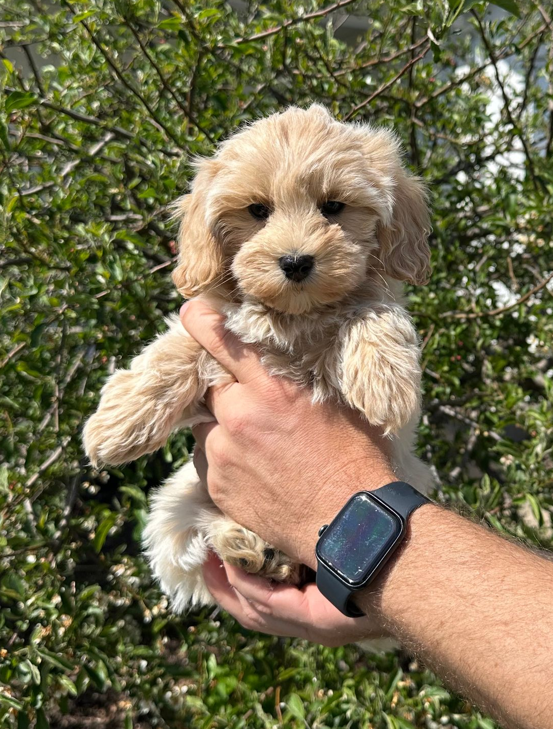 maltipoo puppies for sale, maltipoo puppies, maltese poodle, maltipoo, teddybear puppies for sale, teddybear puppies, puppies for sale, maltipoo breeder, multipoo puppies, multipooh, breeder of ,maltipoo puppies