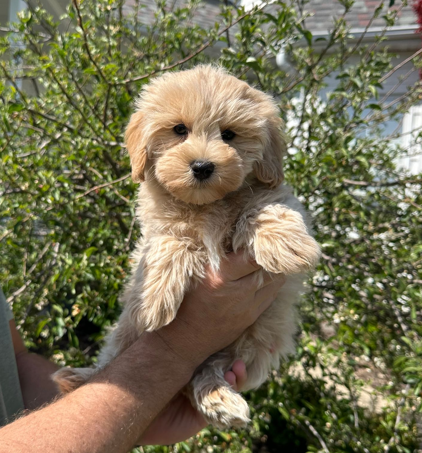 maltipoo puppies for sale, maltipoo puppies, maltese poodle, maltipoo, teddybear puppies for sale, teddybear puppies, puppies for sale, maltipoo breeder, multipoo puppies, multipooh, breeder of ,maltipoo puppies