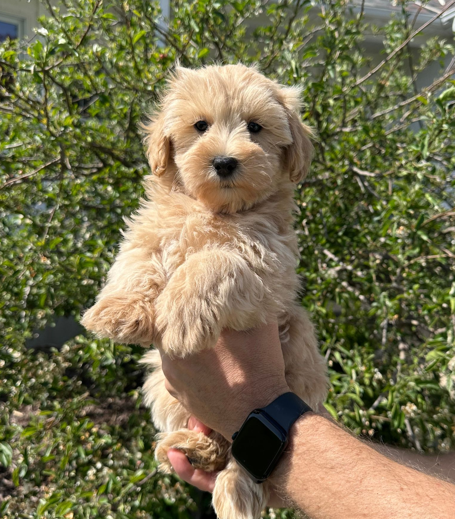 maltipoo puppies for sale, maltipoo puppies, maltese poodle, maltipoo, teddybear puppies for sale, teddybear puppies, puppies for sale, maltipoo breeder, multipoo puppies, multipooh, breeder of ,maltipoo puppies, 