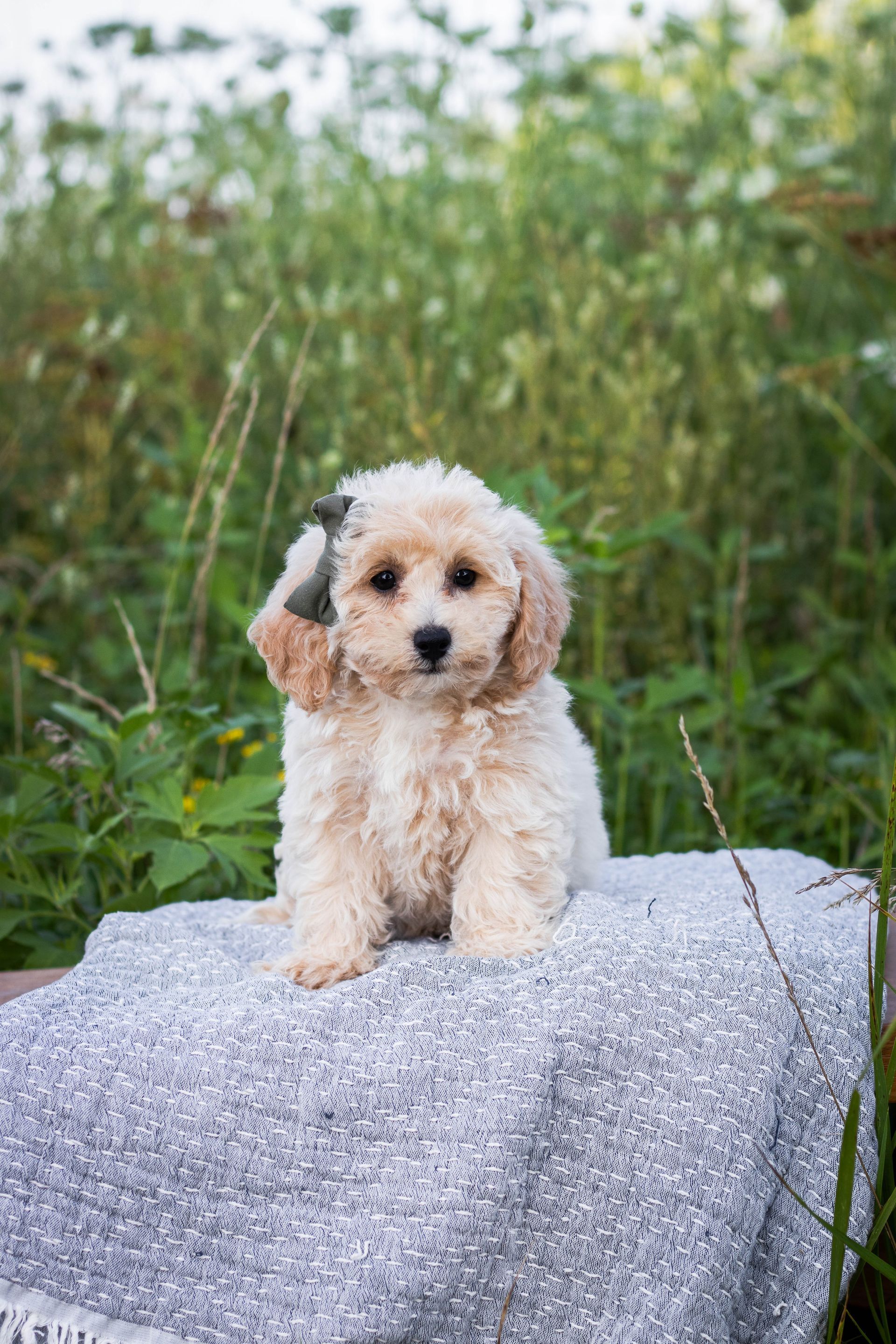 poochon puppies for sale, poochon puppies, poochon breeder, bichpoo puppies for sale, bichpoo breeder, bichon poodle puppies for sale, bichon poodle puppies, bichon poodle puppy, bichonpoo puppies for sale, bichon poodle breeder, teddybear puppies for sale, teddybear puppies, teddybear puppy breeder
