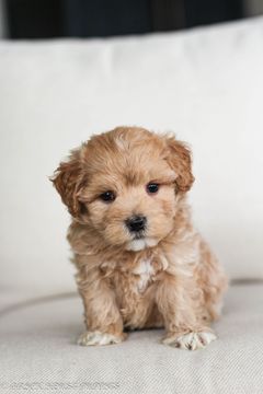 poochon puppies for sale, poochon breeder, poochon puppy, teddybear puppies for sale, puppies for sale, teddybear puppy, teddybear puppy breeder, bichpoo puppies for sale, bichpoo puppies, bichpoo breeder, bichpoo puppy, maltipoo puppies for sale maltipoo breeder, maltipoo, teddybear puppies for sale, multipoo, maltepoo, shihpoo puppies for sale, shihpoo puppies, shihpoo, shihpoo breeder,, teddybear puppies, , shihtzu poodle puppies, shihpoo puppies for sale, shihpoo puppies, shihpoo, shihpoo breeder, teddybear puppies for sale, teddybear puppies, teddybear puppy, shihtzu poodle puppies, puppies for sale, puppies for sale near me, poochon breeder, poochon puppies for sale, poochon puppies, poochon breeder, maltipoo puppies for sale, maltipoo, maltipoo breeder, maltipoo puppies, malti poo, multipoo, maltepoo, puppies for sale, puppies