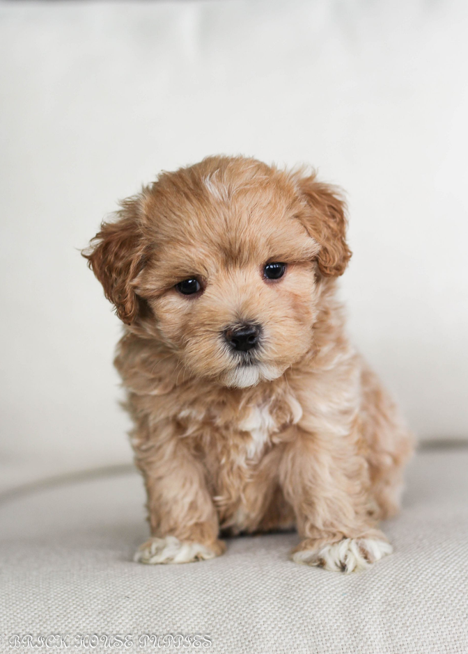 poochon puppies for sale, poochon puppy, shihpoo puppies for sale, shihpoo puppy, maltipoo puppies for sale, maltipoo puppies, poochon breeder, poochon, shihpoo breeder, shihpoo, mlatipoo breeder, maltipoo, teddybear puppy breeder, teddybear breeder, teddybear puppies for sale, dog breeder, brick house puppies, puppy breeder, f1 hybrid puppies, hypoallergenic puppies, doodle puppies, puppies of sale, puppies for sale near me, designer puppies, healthy puppies, poodle mix, poodle,  