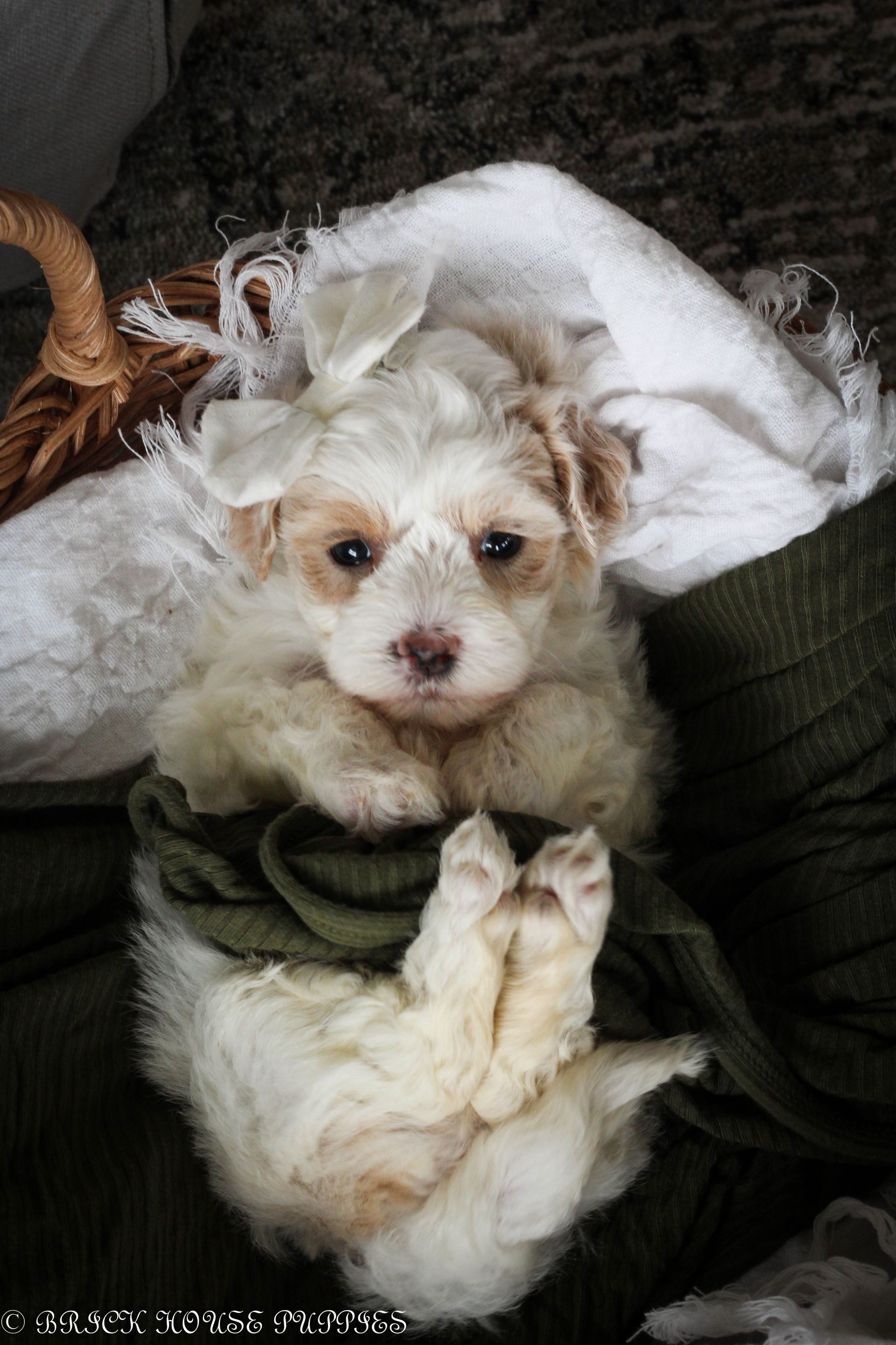 maltipoo puppies for sale, maltipoo puppies, maltese poodle, maltipoo, teddybear puppies for sale, teddybear puppies, puppies for sale, maltipoo breeder, multipoo puppies, multipooh, breeder of ,maltipoo puppies