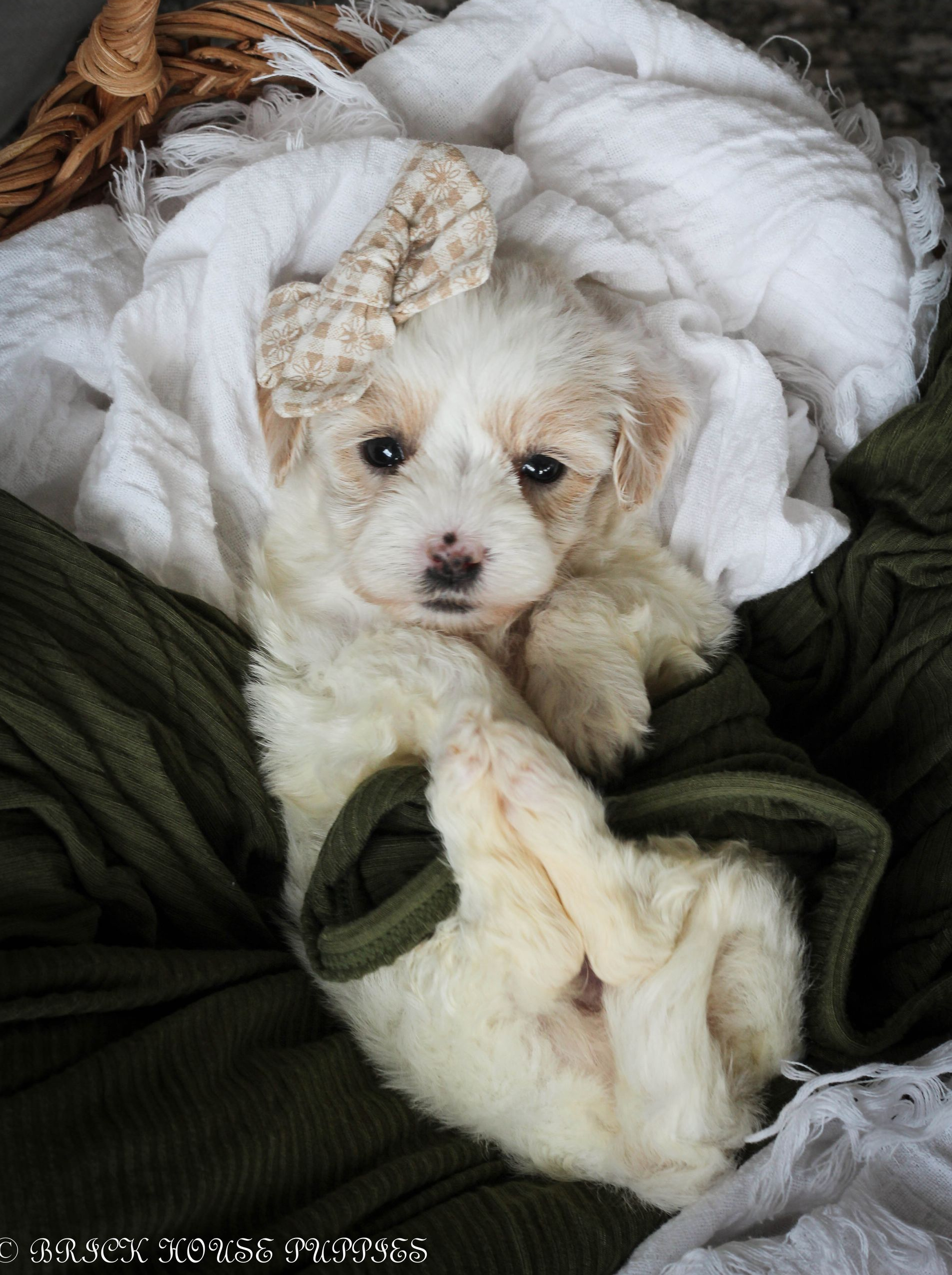 maltipoo puppies for sale, maltipoo puppies, maltese poodle, maltipoo, teddybear puppies for sale, teddybear puppies, puppies for sale, maltipoo breeder, multipoo puppies, multipooh, breeder of ,maltipoo puppies