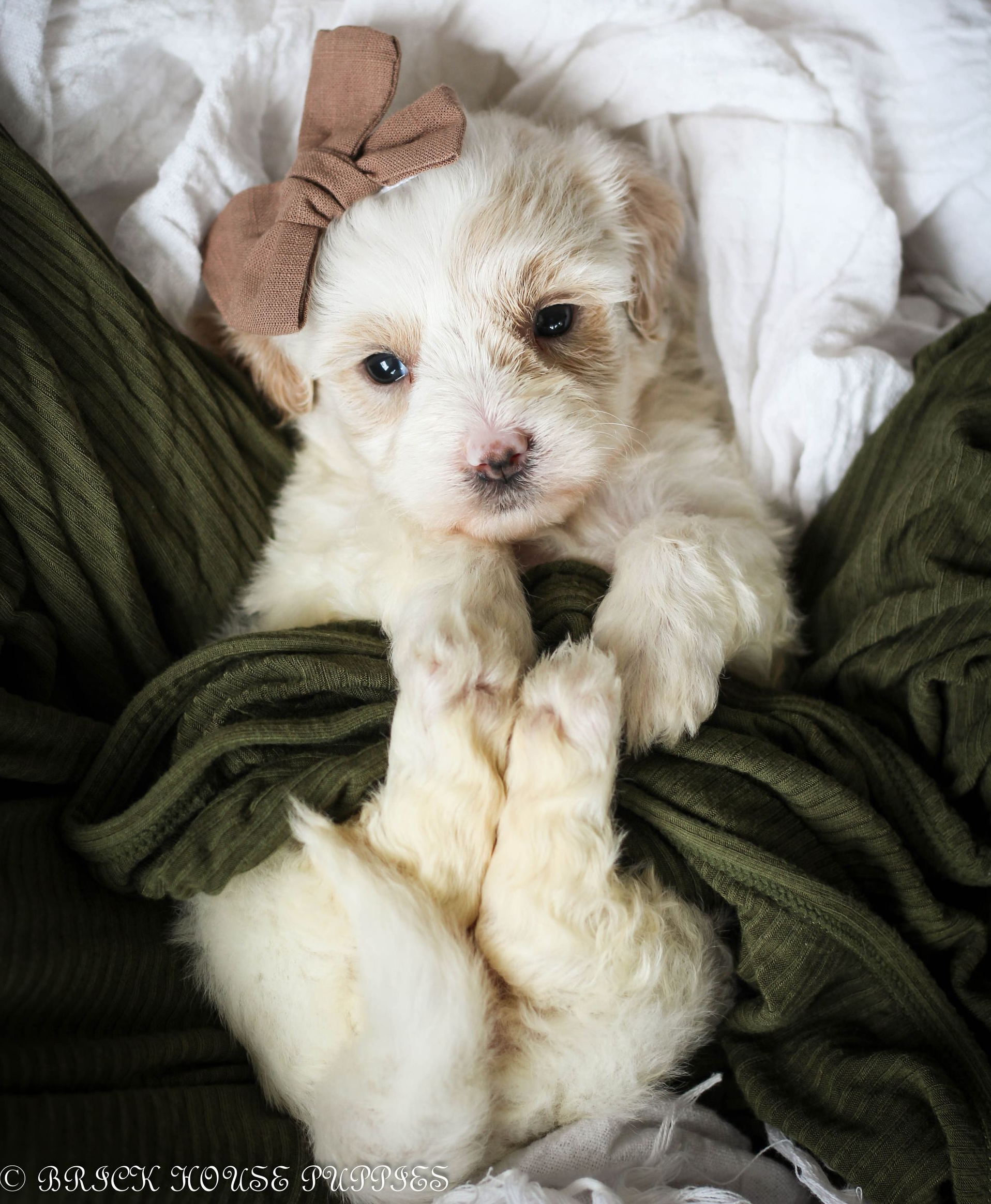 maltipoo puppies for sale, maltipoo puppies, maltese poodle, maltipoo, teddybear puppies for sale, teddybear puppies, puppies for sale, maltipoo breeder, multipoo puppies, multipooh, breeder of ,maltipoo puppies