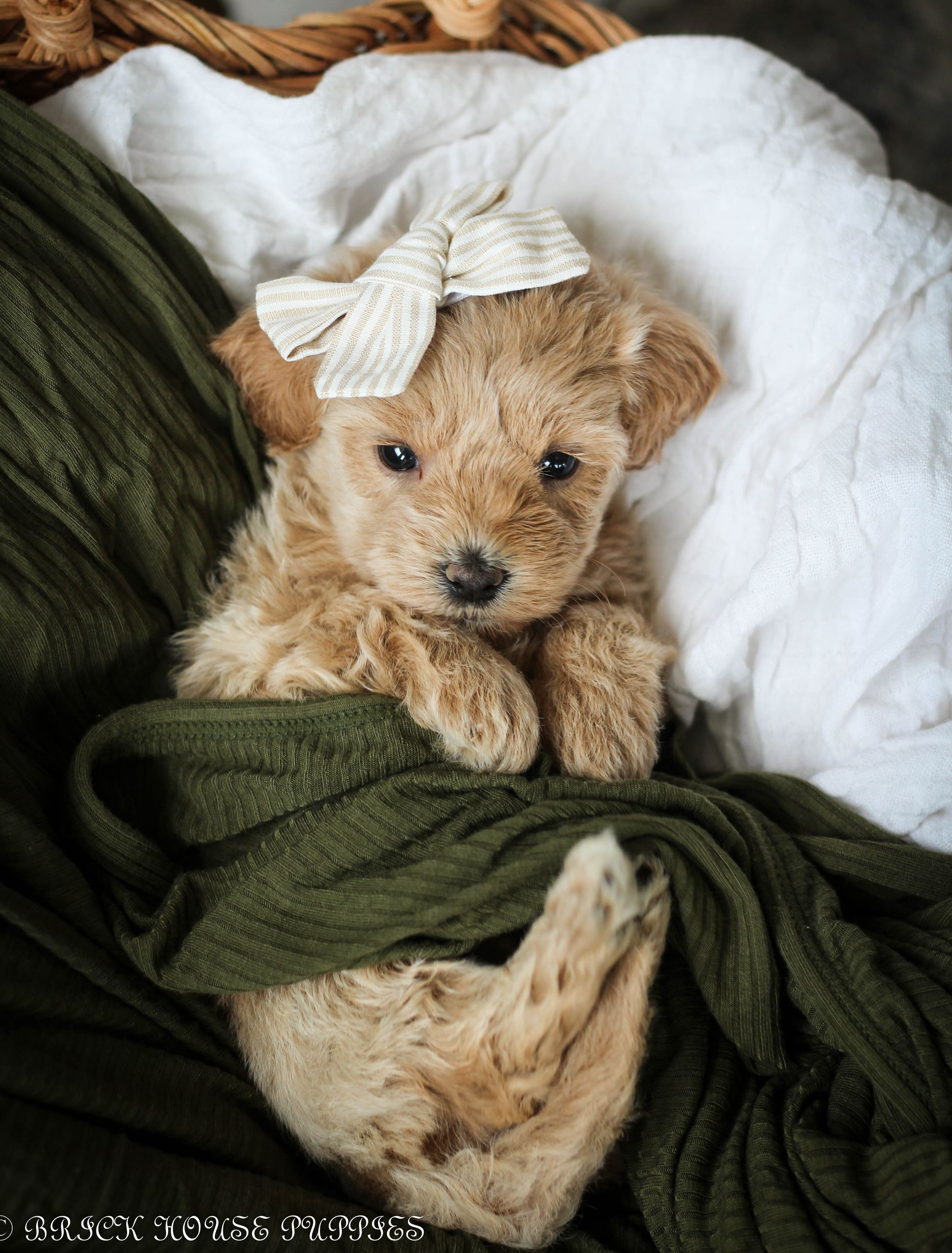maltipoo puppies for sale, maltipoo puppies, maltese poodle, maltipoo, teddybear puppies for sale, teddybear puppies, puppies for sale, maltipoo breeder, multipoo puppies, multipooh, breeder of ,maltipoo puppies