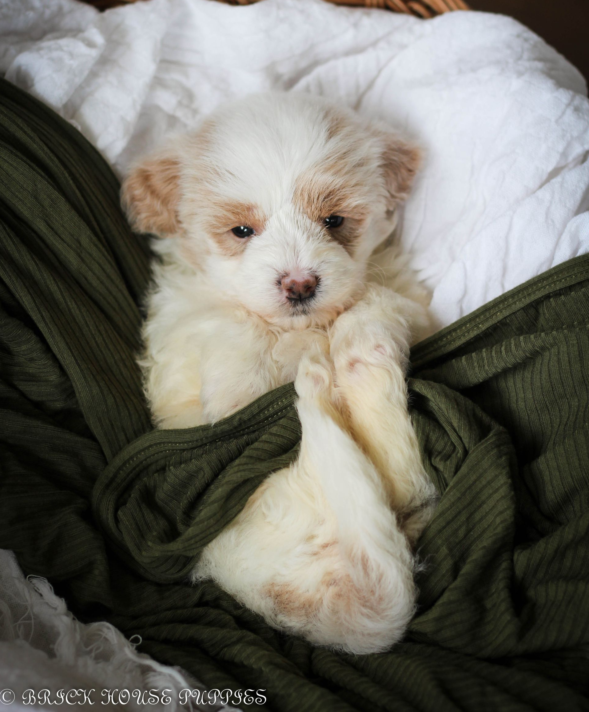 maltipoo puppies for sale, maltipoo puppies, maltese poodle, maltipoo, teddybear puppies for sale, teddybear puppies, puppies for sale, maltipoo breeder, multipoo puppies, multipooh, breeder of ,maltipoo puppies