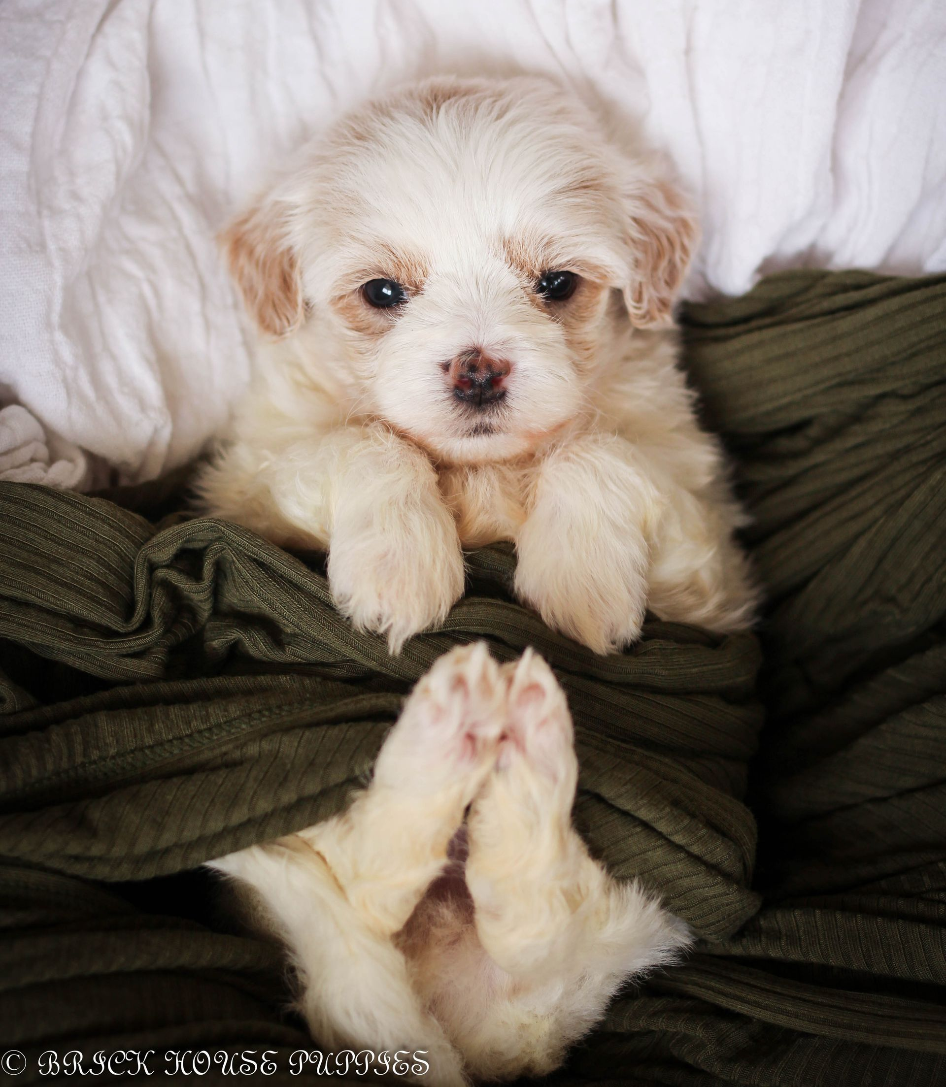 maltipoo puppies for sale, maltipoo puppies, maltese poodle, maltipoo, teddybear puppies for sale, teddybear puppies, puppies for sale, maltipoo breeder, multipoo puppies, multipooh, breeder of ,maltipoo puppies