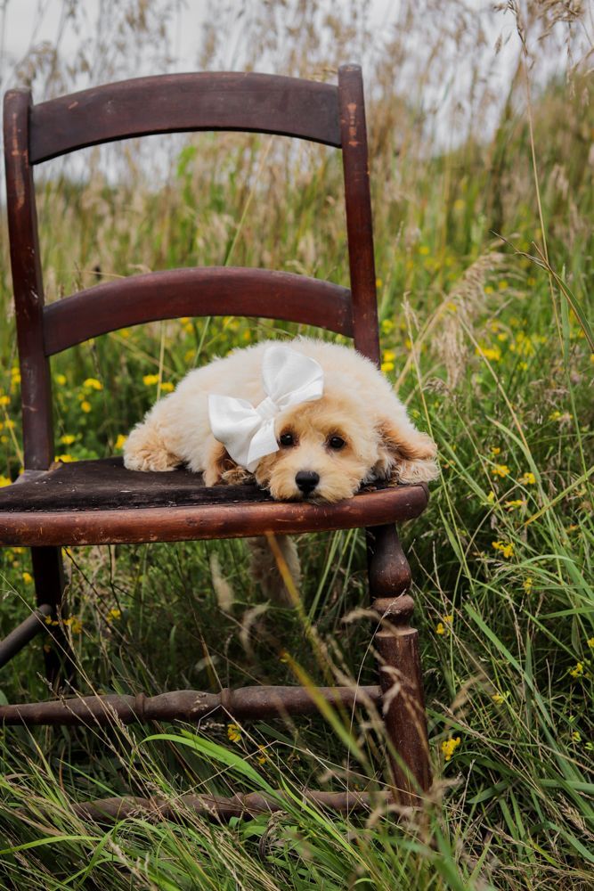 poochon puppies for sale, poochon puppies, poochon breeder, bichpoo puppies for sale, bichpoo breeder, bichon poodle puppies for sale, bichon poodle puppies, bichon poodle puppy, bichonpoo puppies for sale, bichon poodle breeder, teddybear puppies for sale, teddybear puppies, teddybear puppy breeder