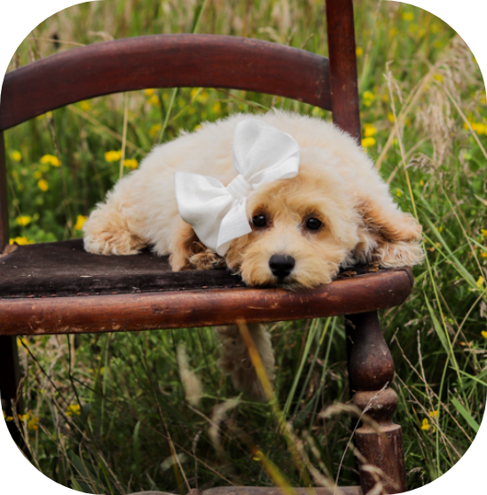 shihpoo puppies for sale, shihpoo breeder, shihpoo puppies, shihoo, teddybear puppy, teddybear puppies for sale, teddybear puppy breeder, puppies for sale, shihtzu poodle puppies, poodle shihtzu puppies for sale, puppies for sale near me, maltipoo puppies for sale,