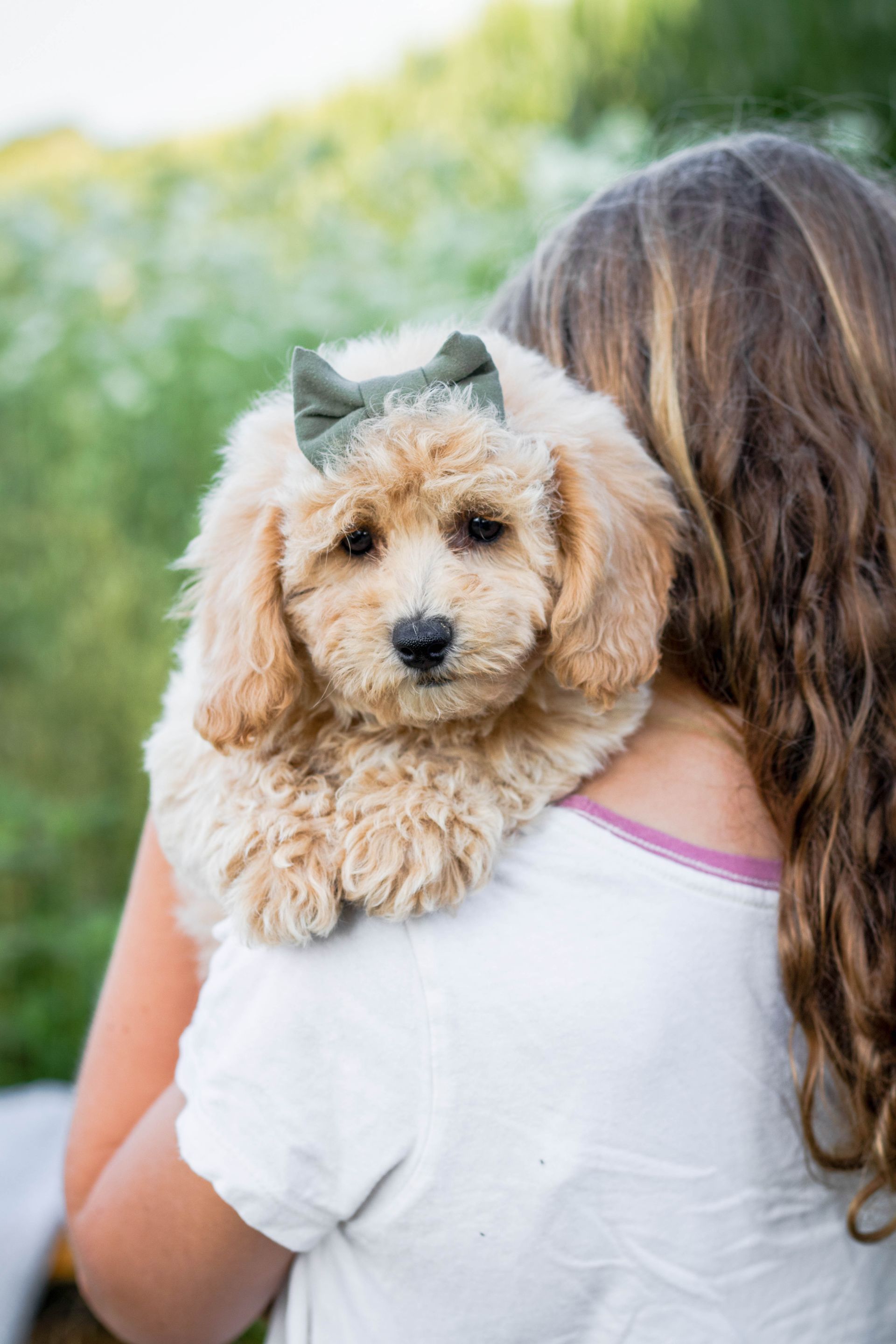poochon puppies for sale, poochon puppies, poochon breeder, bichpoo puppies for sale, bichpoo breeder, bichon poodle puppies for sale, bichon poodle puppies, bichon poodle puppy, bichonpoo puppies for sale, bichon poodle breeder, teddybear puppies for sale, teddybear puppies, teddybear puppy breeder