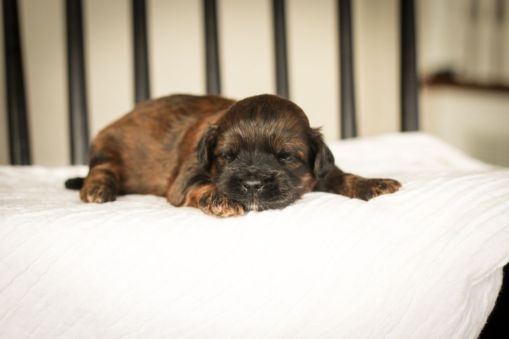 shihpoo puppies for sale, shihpoo puppies, shihpoo breeder,  shihpoo puppy. shihtzu poodle mix, poodle shihtzu, shihpoo, shih poo, shih poo puppies for sale, puppies for sale, shihpoo puppies for sale near me, teddy bear puppies for sale, teddybear puppies for sale, teddybear puppies, teddybear puppy, teddybear puppy breeder, designer puppies for sale, small puppies for sale, hypoallergenic puppies, nonshedding puppies, healthy puppies