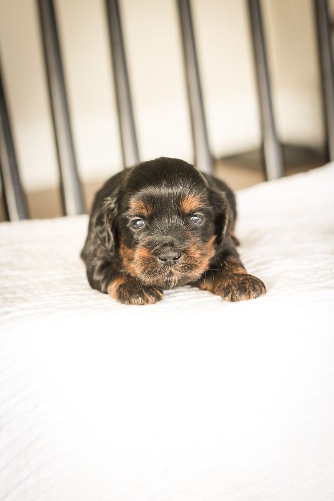shihpoo puppies for sale, shihpoo puppies, shihpoo breeder,  shihpoo puppy. shihtzu poodle mix, poodle shihtzu, shihpoo, shih poo, shih poo puppies for sale, puppies for sale, shihpoo puppies for sale near me, teddy bear puppies for sale, teddybear puppies for sale, teddybear puppies, teddybear puppy, teddybear puppy breeder, designer puppies for sale, small puppies for sale, hypoallergenic puppies, nonshedding puppies, healthy puppies