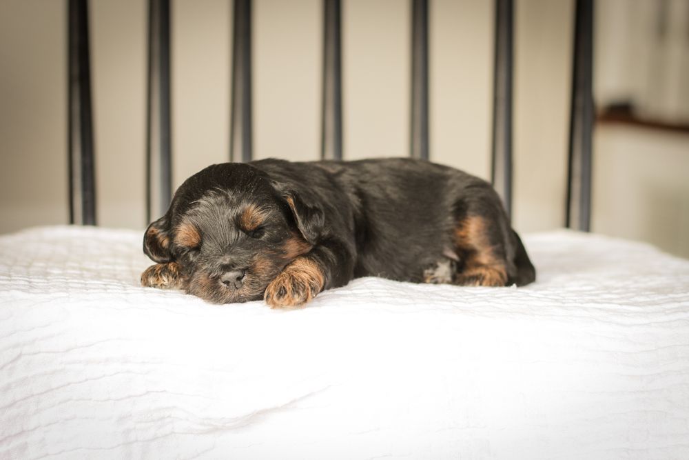 shihpoo puppies for sale, shihpoo puppies, shihpoo breeder,  shihpoo puppy. shihtzu poodle mix, poodle shihtzu, shihpoo, shih poo, shih poo puppies for sale, puppies for sale, shihpoo puppies for sale near me, teddy bear puppies for sale, teddybear puppies for sale, teddybear puppies, teddybear puppy, teddybear puppy breeder, designer puppies for sale, small puppies for sale, hypoallergenic puppies, nonshedding puppies, healthy puppies