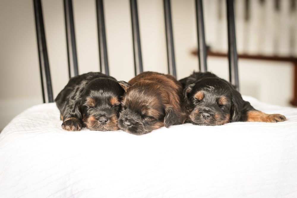 shihpoo puppies for sale, shihpoo puppies, shihpoo breeder,  shihpoo puppy. shihtzu poodle mix, poodle shihtzu, shihpoo, shih poo, shih poo puppies for sale, puppies for sale, shihpoo puppies for sale near me, teddy bear puppies for sale, teddybear puppies for sale, teddybear puppies, teddybear puppy, teddybear puppy breeder, designer puppies for sale, small puppies for sale, hypoallergenic puppies, nonshedding puppies, healthy puppies