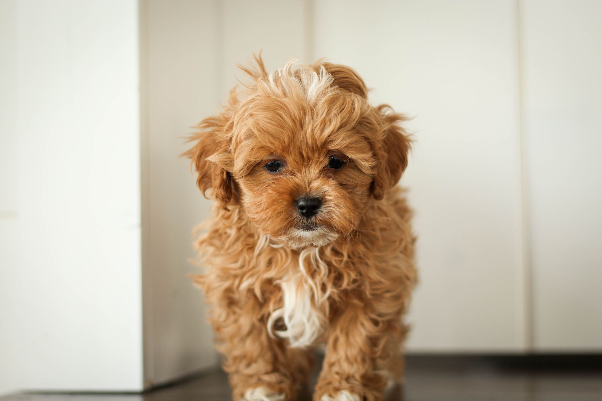 shihpoo puppies for sale, shihpoo puppies, shihpoo breeder,  shihpoo puppy. shihtzu poodle mix, poodle shihtzu, shihpoo, shih poo, shih poo puppies for sale, puppies for sale, shihpoo puppies for sale near me, teddy bear puppies for sale, teddybear puppies for sale, teddybear puppies, teddybear puppy, teddybear puppy breeder, designer puppies for sale, small puppies for sale, hypoallergenic puppies, nonshedding puppies, healthy puppies