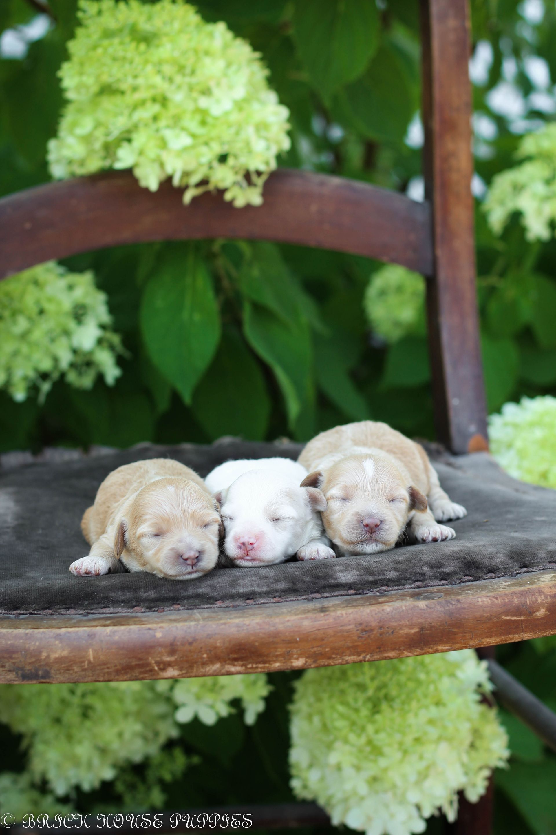 maltipoo puppies for sale, maltipoo puppies, maltese poodle, maltipoo, teddybear puppies for sale, teddybear puppies, puppies for sale, maltipoo breeder, multipoo puppies, multipooh, breeder of ,maltipoo puppies