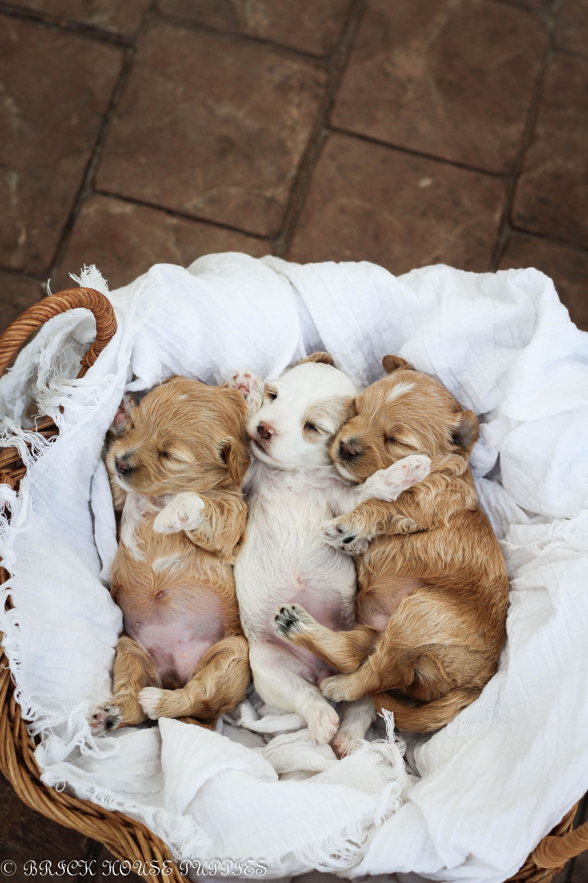 maltipoo puppies for sale, maltipoo puppies, maltese poodle, maltipoo, teddybear puppies for sale, teddybear puppies, puppies for sale, maltipoo breeder, multipoo puppies, multipooh, breeder of ,maltipoo puppies