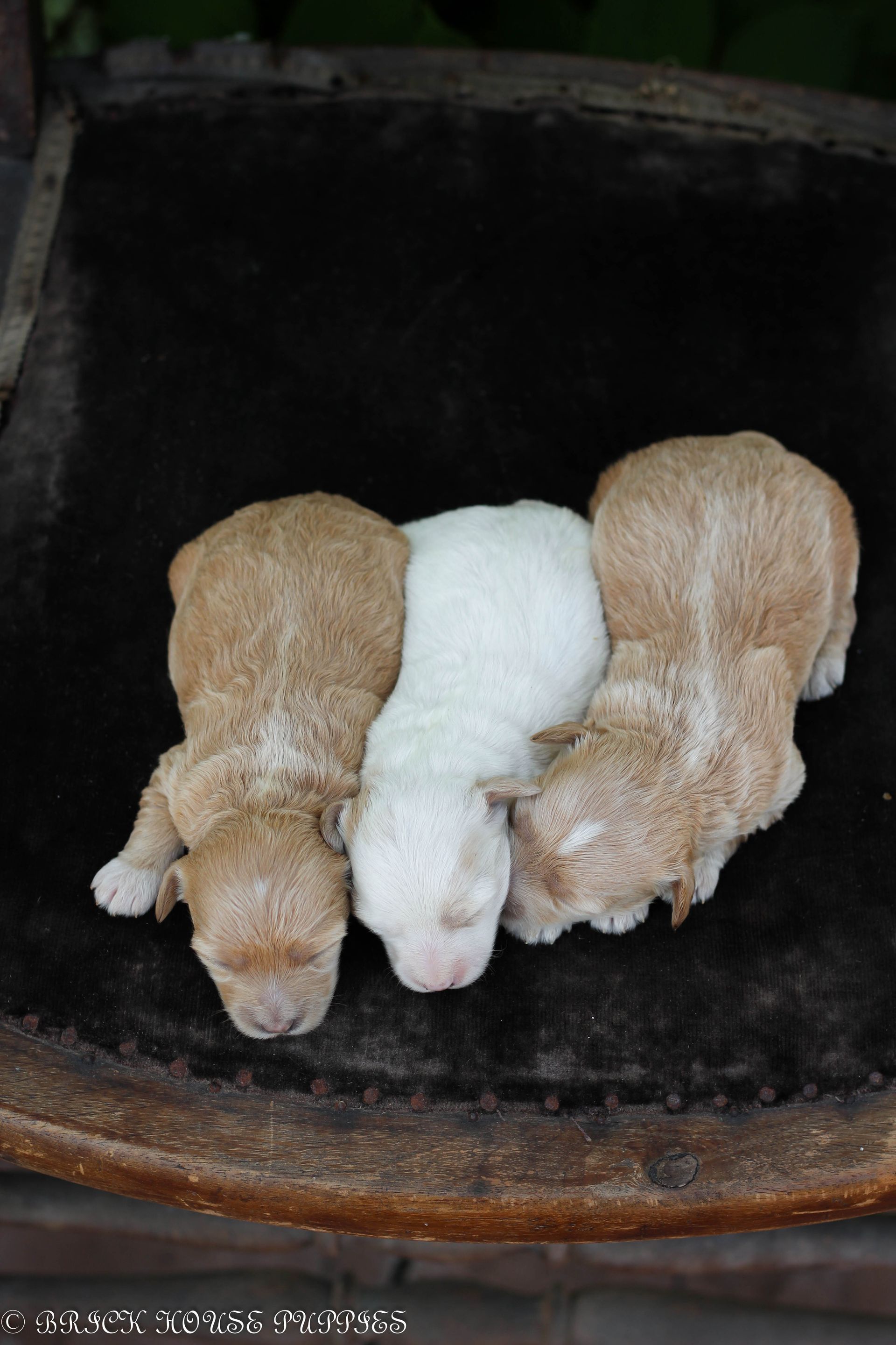 maltipoo puppies for sale, maltipoo puppies, maltese poodle, maltipoo, teddybear puppies for sale, teddybear puppies, puppies for sale, maltipoo breeder, multipoo puppies, multipooh, breeder of ,maltipoo puppies